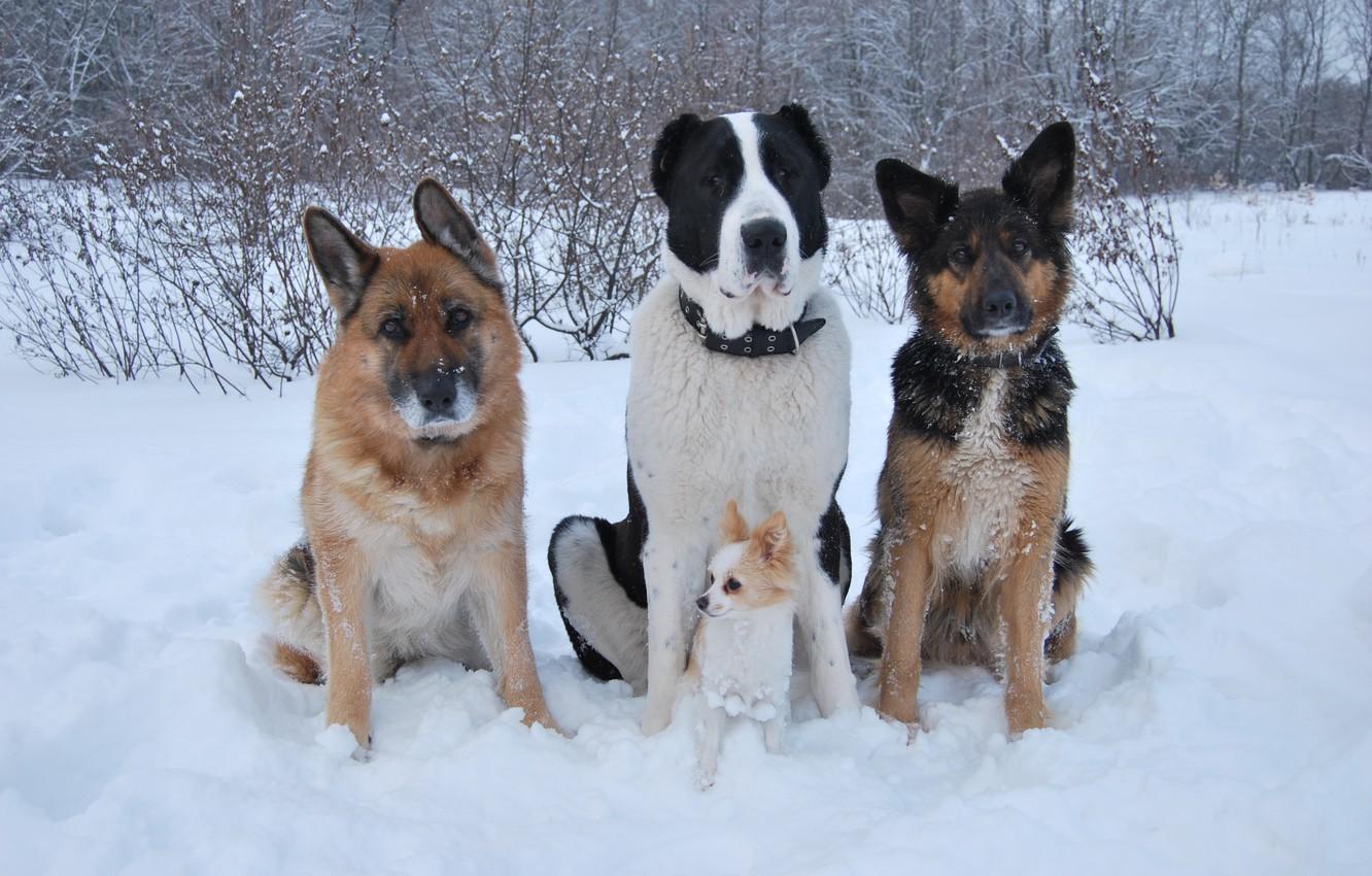 Wallpaper winter, dogs, snow, friends, Chihuahua, shepherd