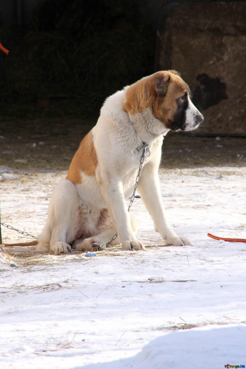 Alabai dogs alabai sits on the chain dog № 681