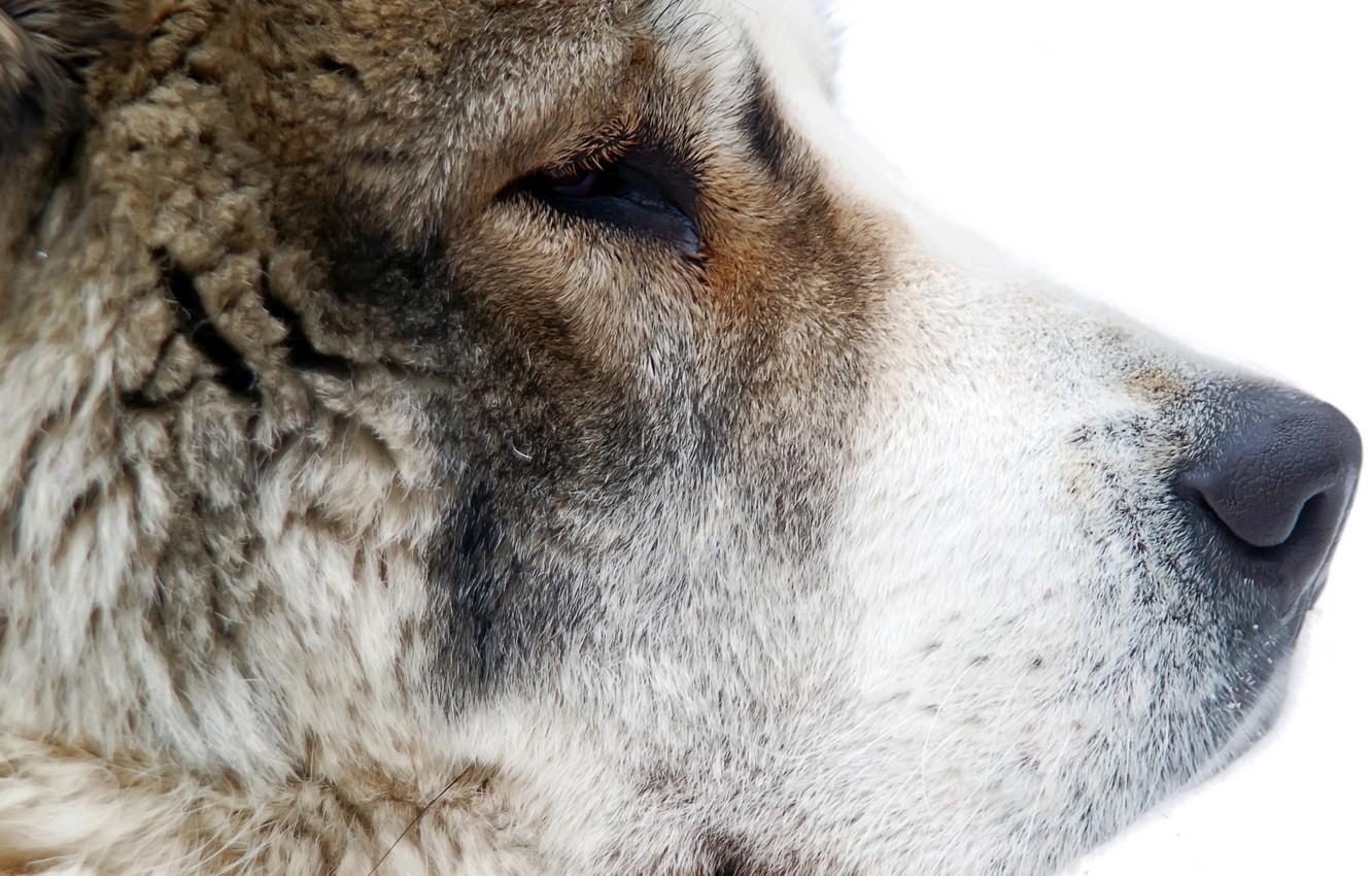 Wallpaper face, dog, wool, nose, Central Asian shepherd dog
