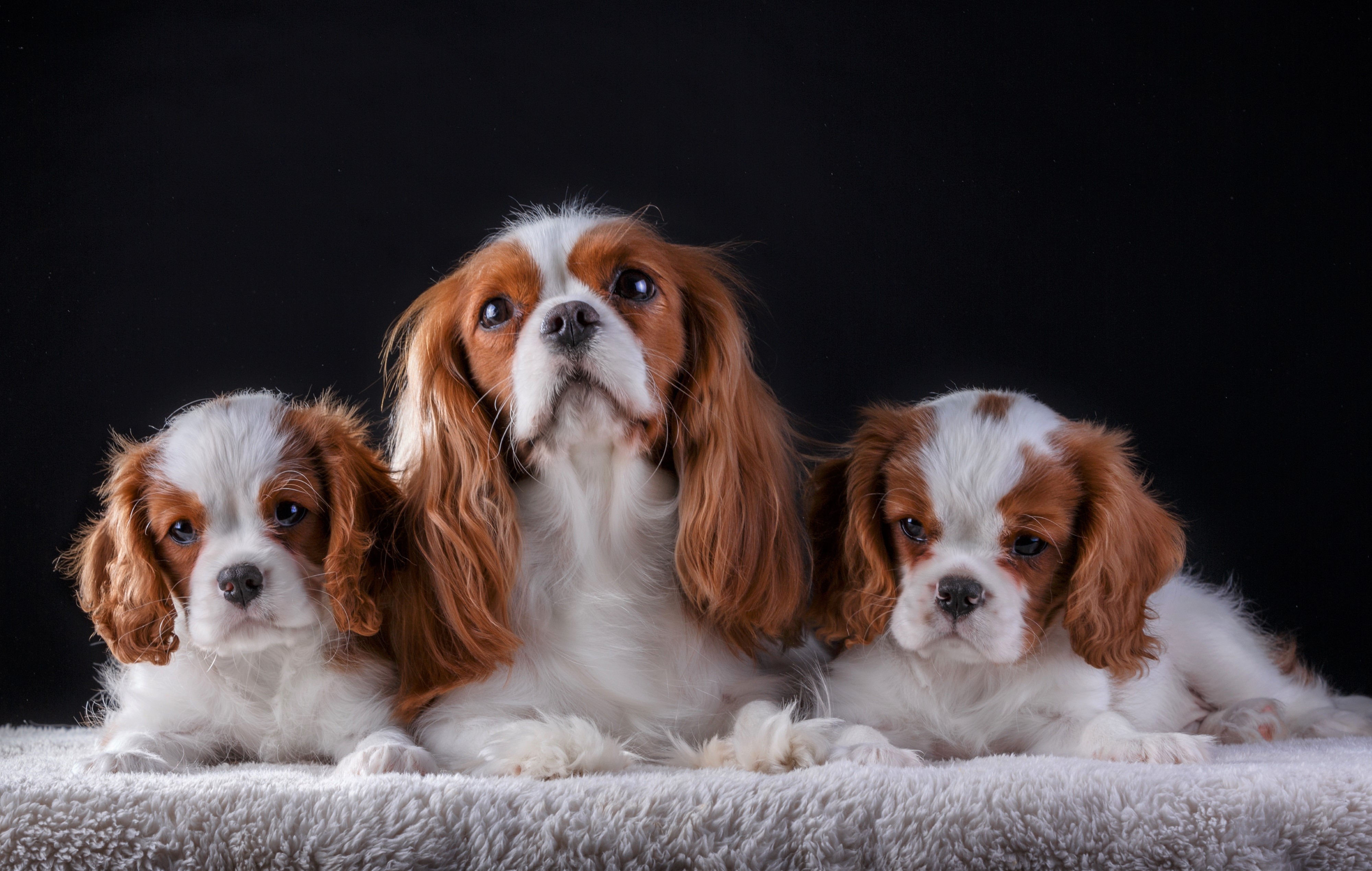 Cavalier King Charles Spaniel and Puppies 4k Ultra HD