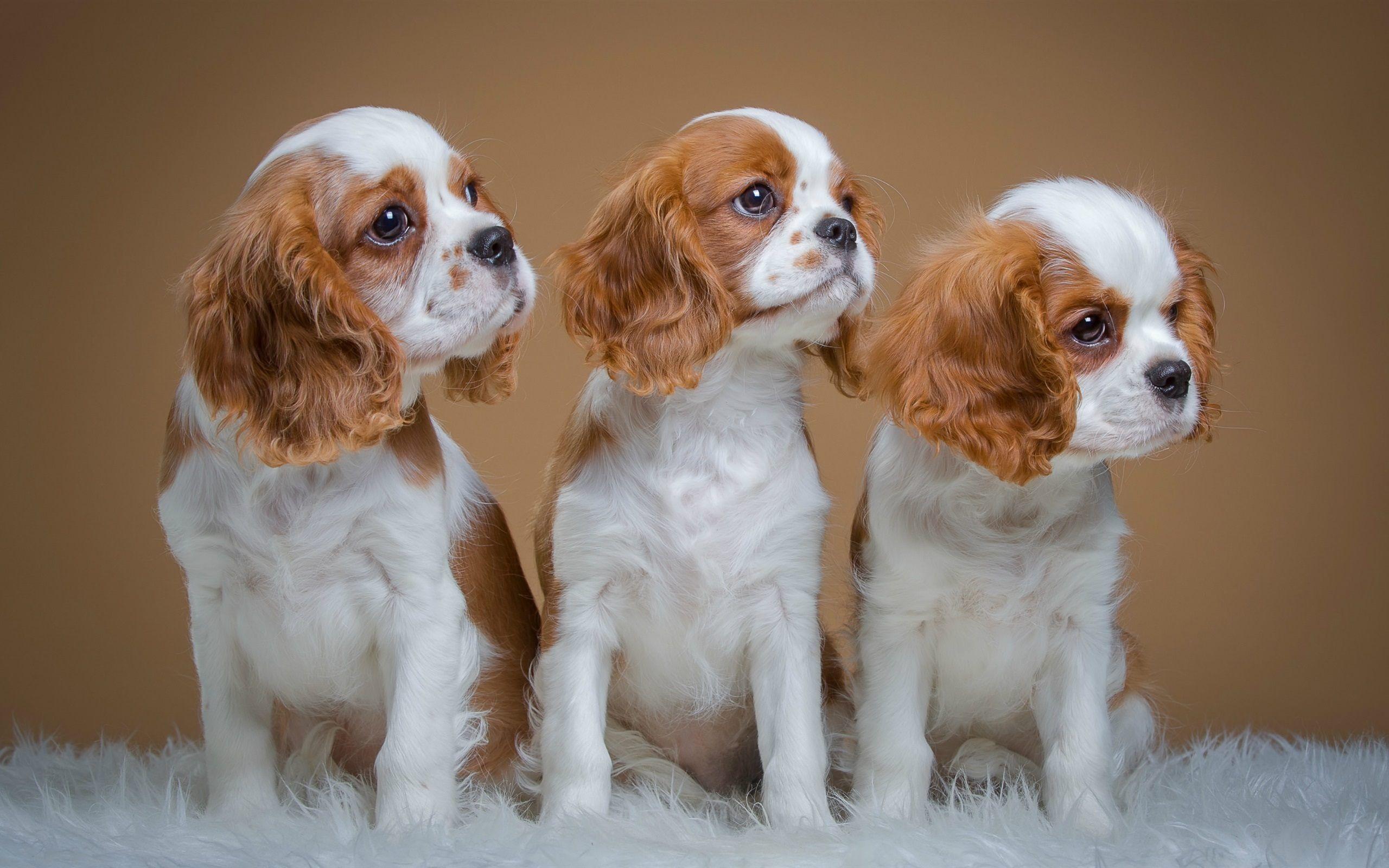 cavalier-king-charles-spaniel-wallpapers-wallpaper-cave