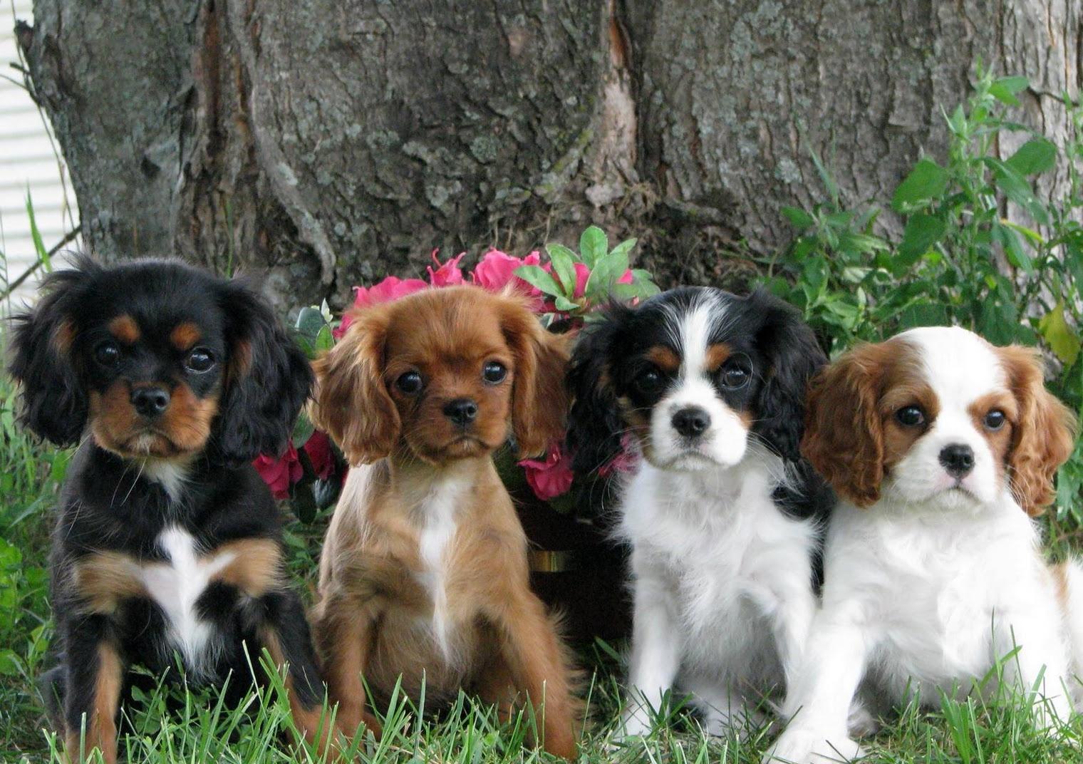 Picture of King Charles Spaniel on Animal Picture Society