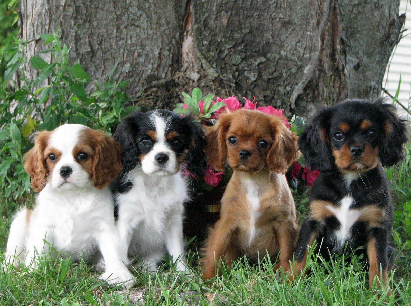 Cavalier King Charles Spaniel Wallpapers - Wallpaper Cave