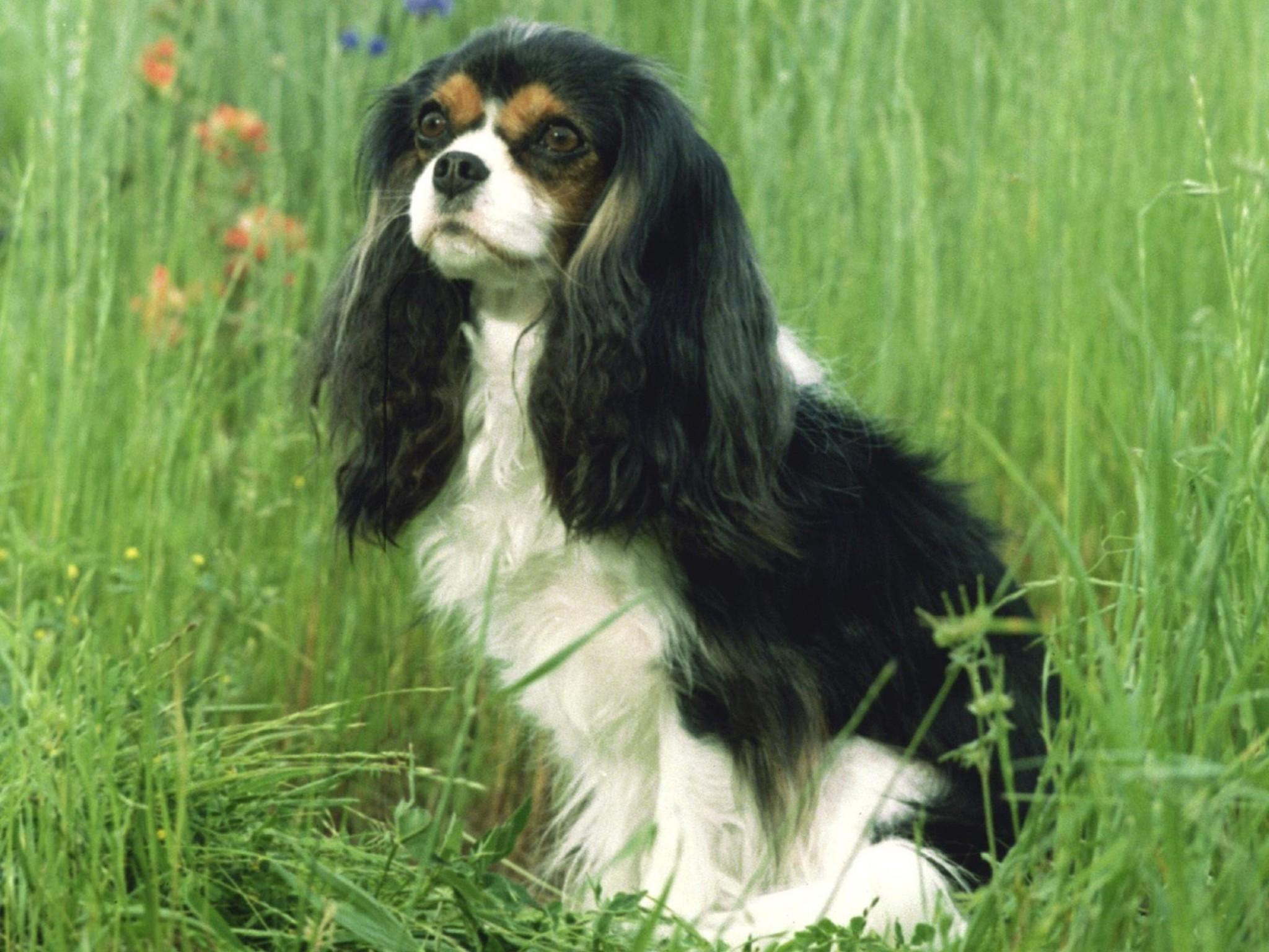 Cavalier King Charles Spaniel Wallpapers - Wallpaper Cave