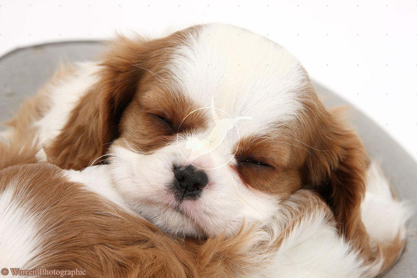 Sleeping King Charles Spaniel Dog Photo King