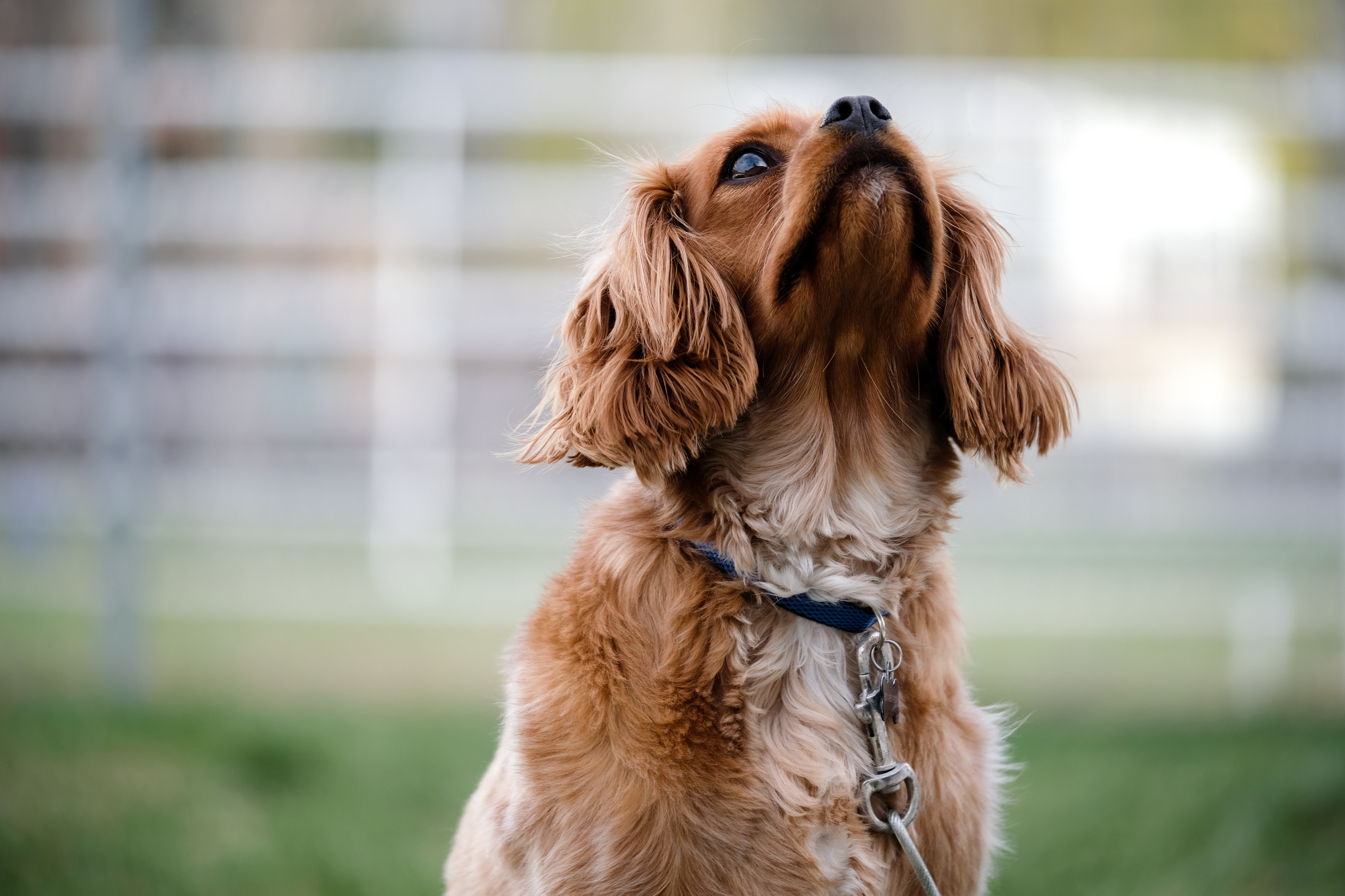 Selective focus photography of adult ruby Cavalier King