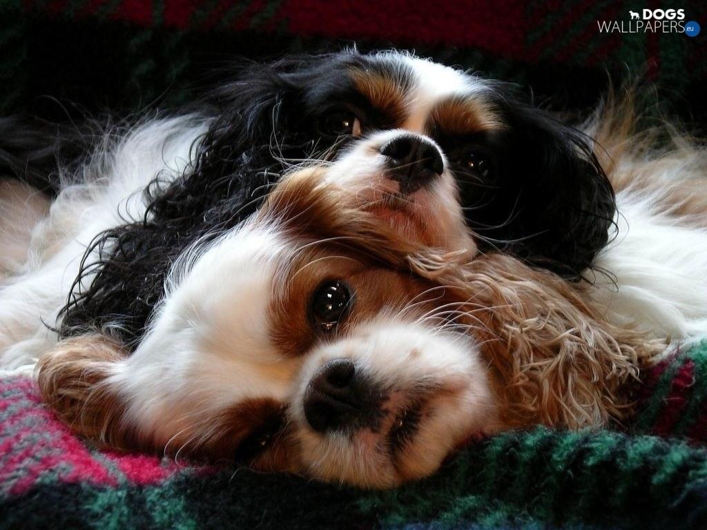 Cavalier King Charles Spaniel Wallpapers Wallpaper Cave