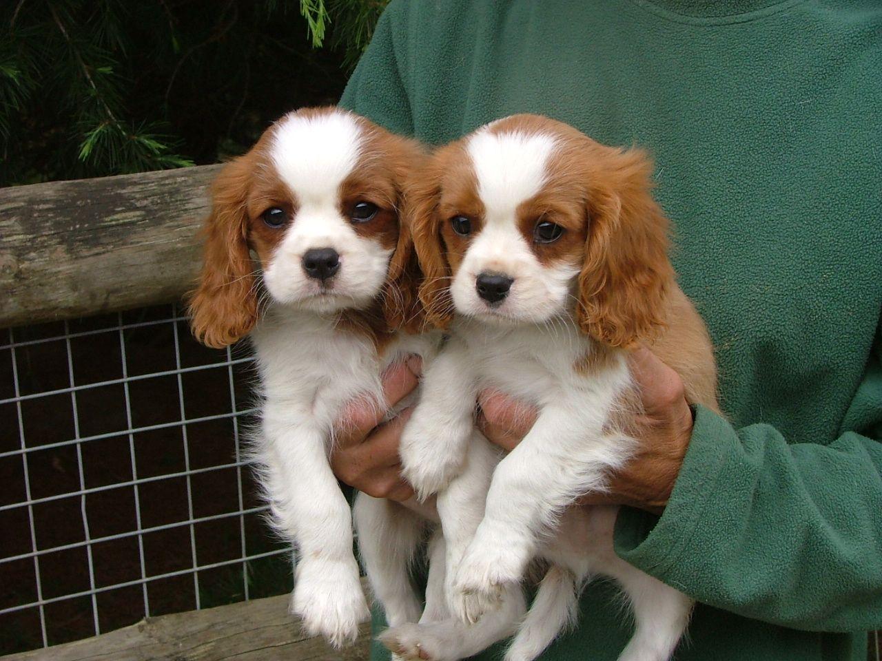 cavalier king charles spaniel rescue in kentucky