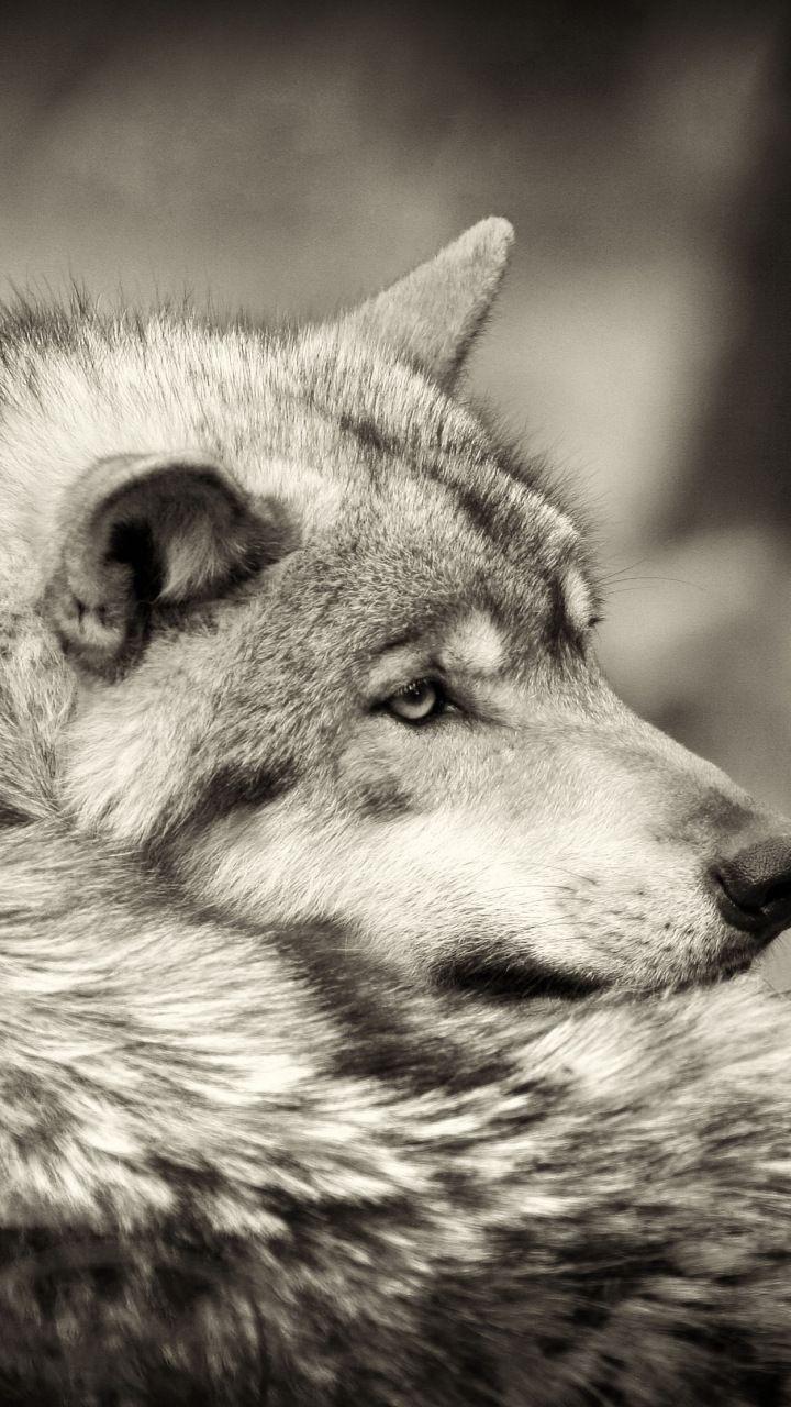 Animal Totem Wallpapers - Wallpaper Cave