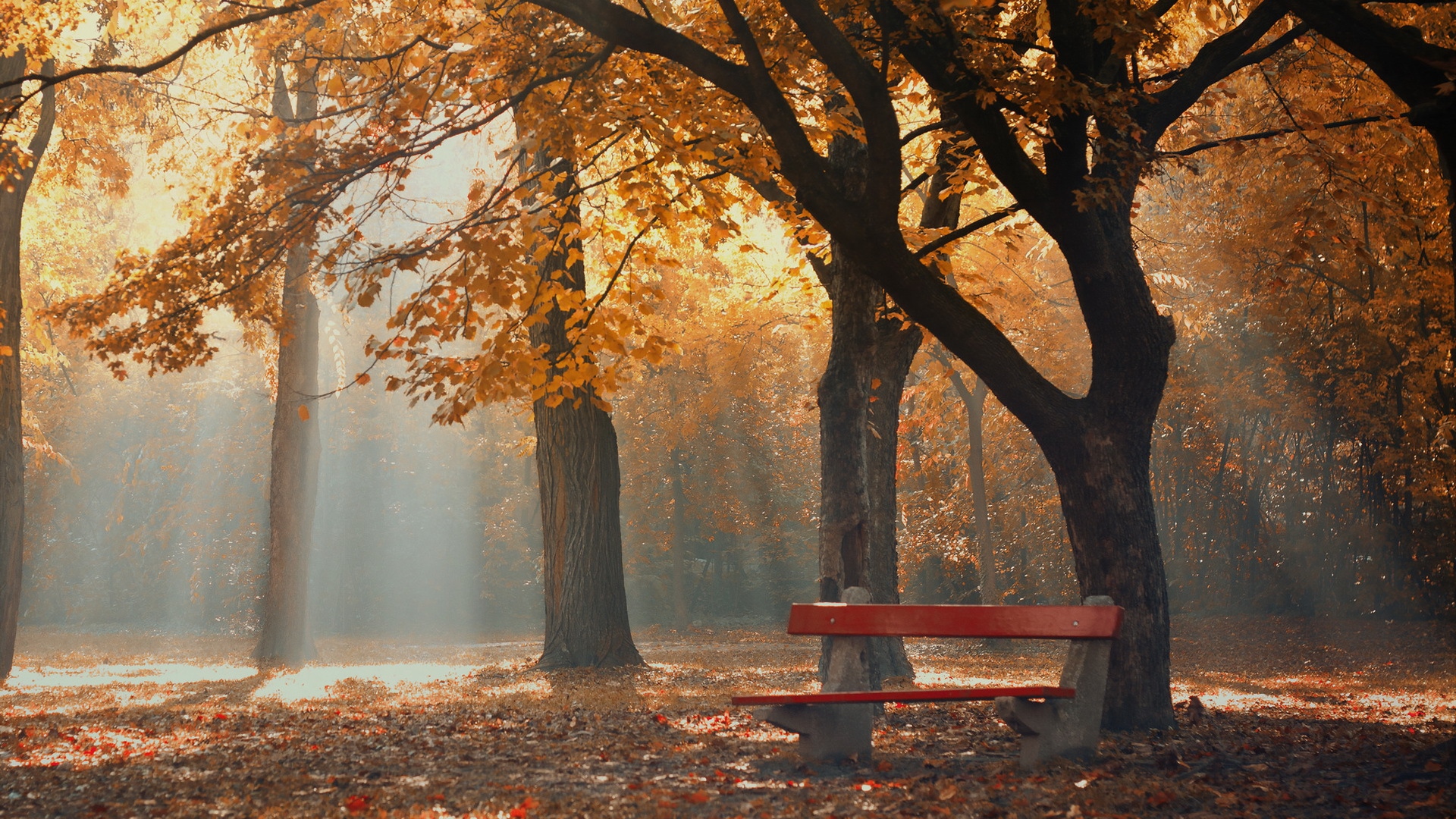 Download 1920x1080 HD Wallpaper central park autumn bench rays, Desktop Background HD