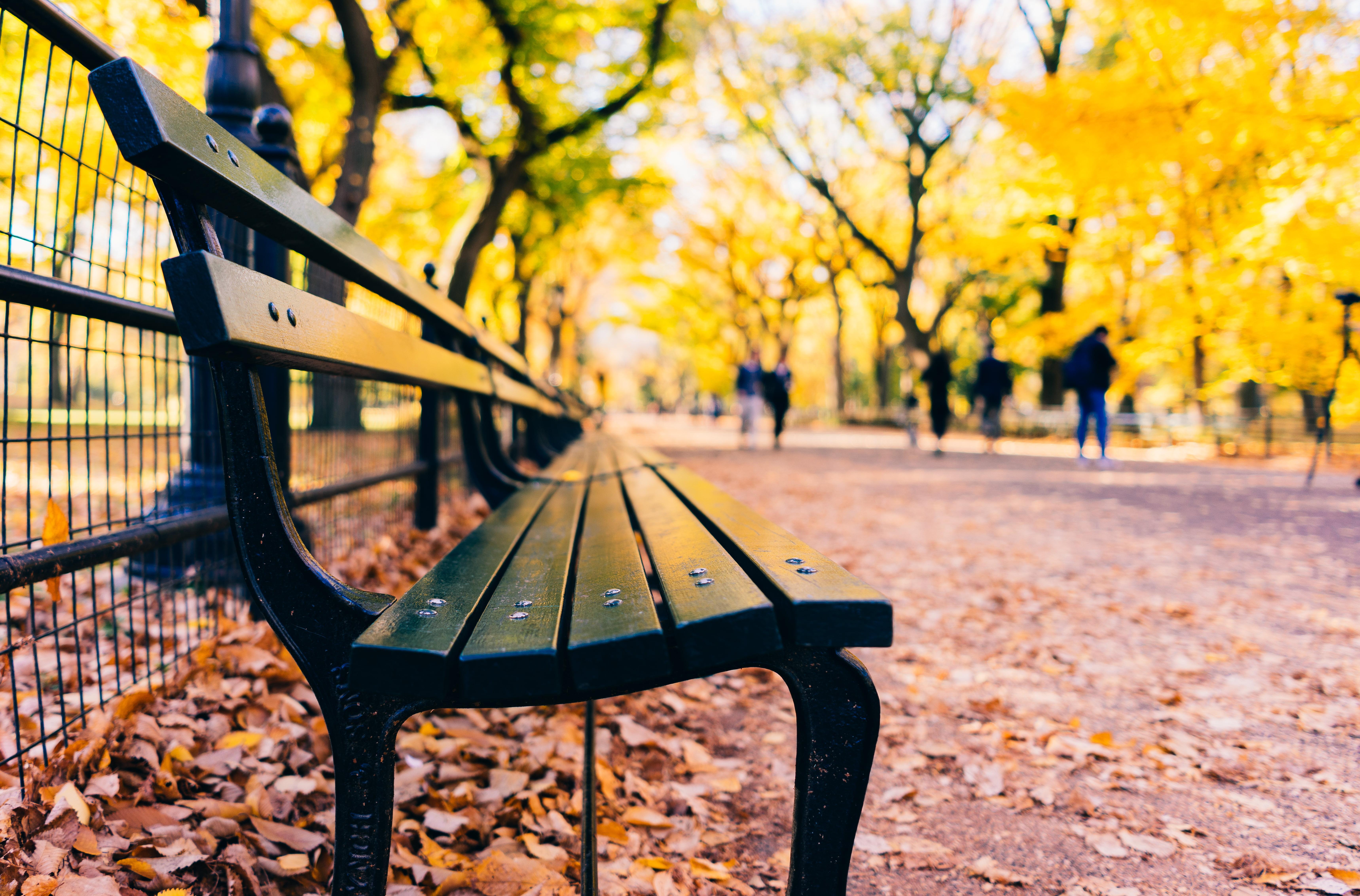 Close up photography of metal bench, central park HD wallpaper