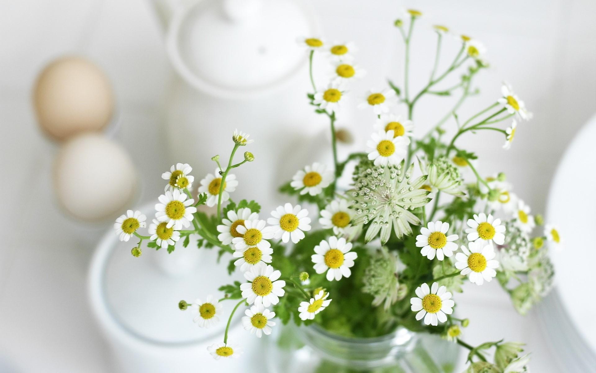 Chamomile, Flowers, Jar, Table, Morning, Breakfast