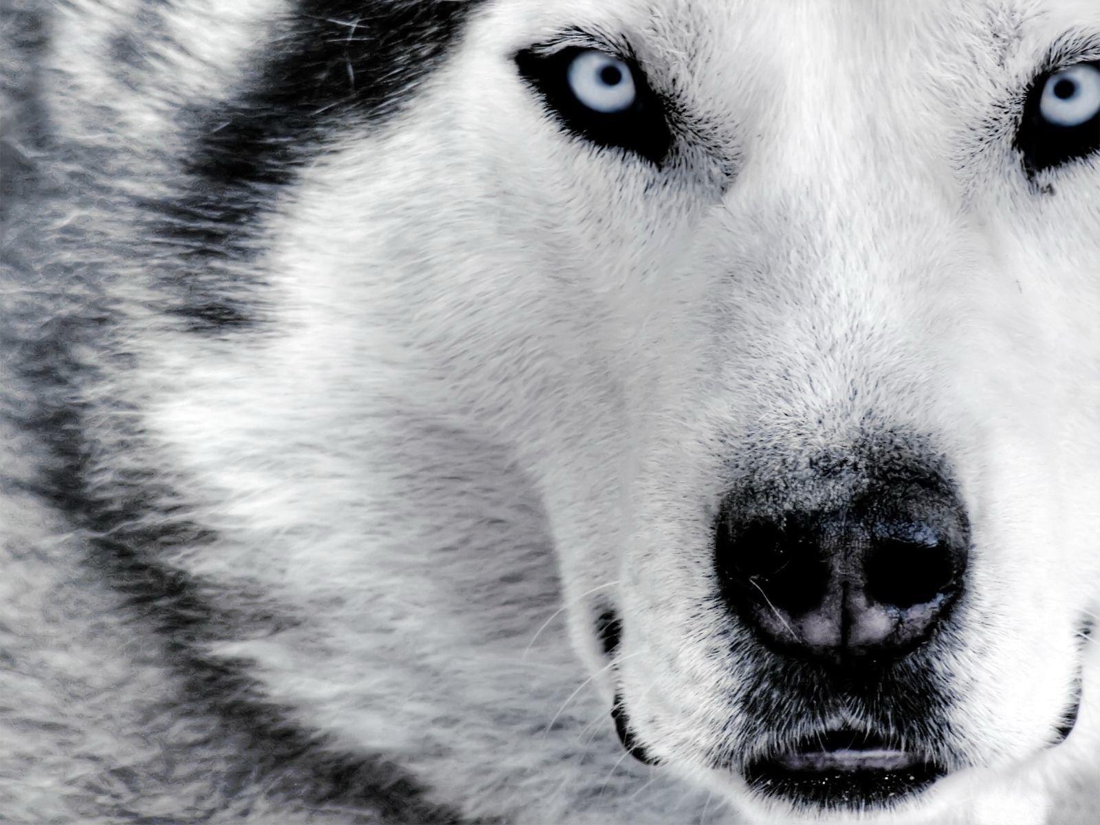 desktop background huskyx1200 Husky up close desktop PC and Mac wallpaper. Wolf eyes, Beautiful dogs