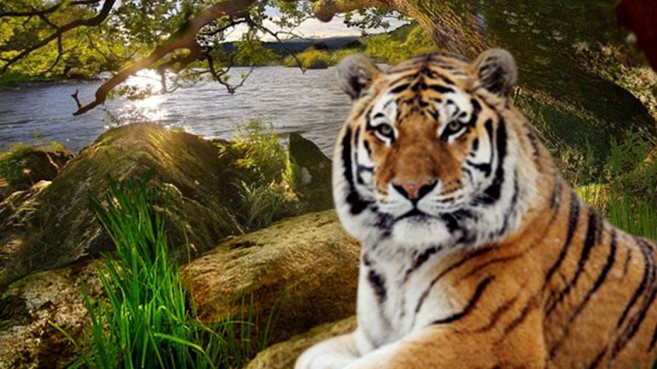 Animal Wallpaper, Animal Planet, Desktop Image, Free