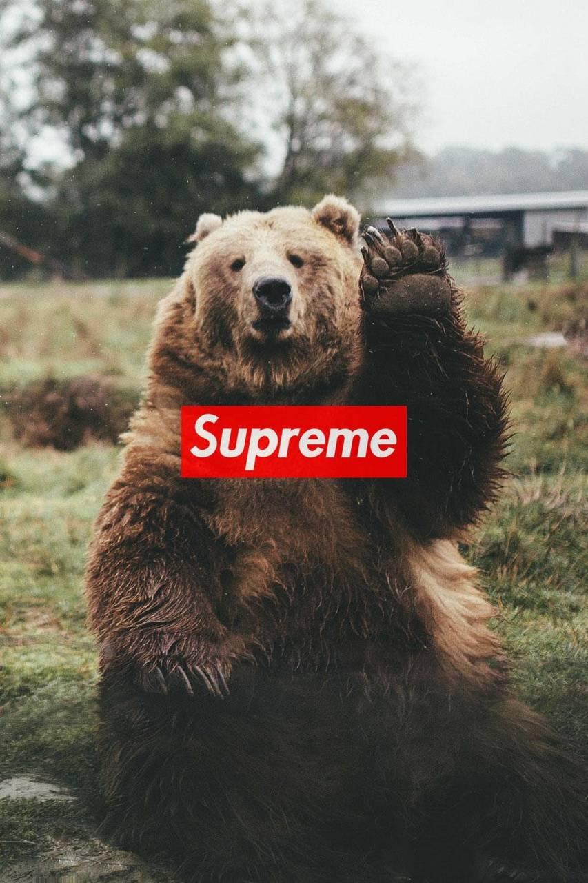 Supreme bear Wallpaper