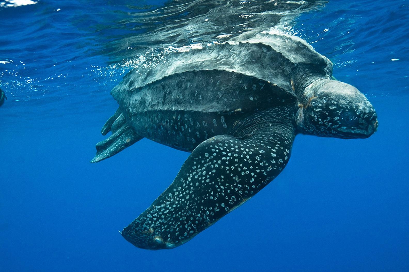 Leatherback Sea Turtle Wallpaper