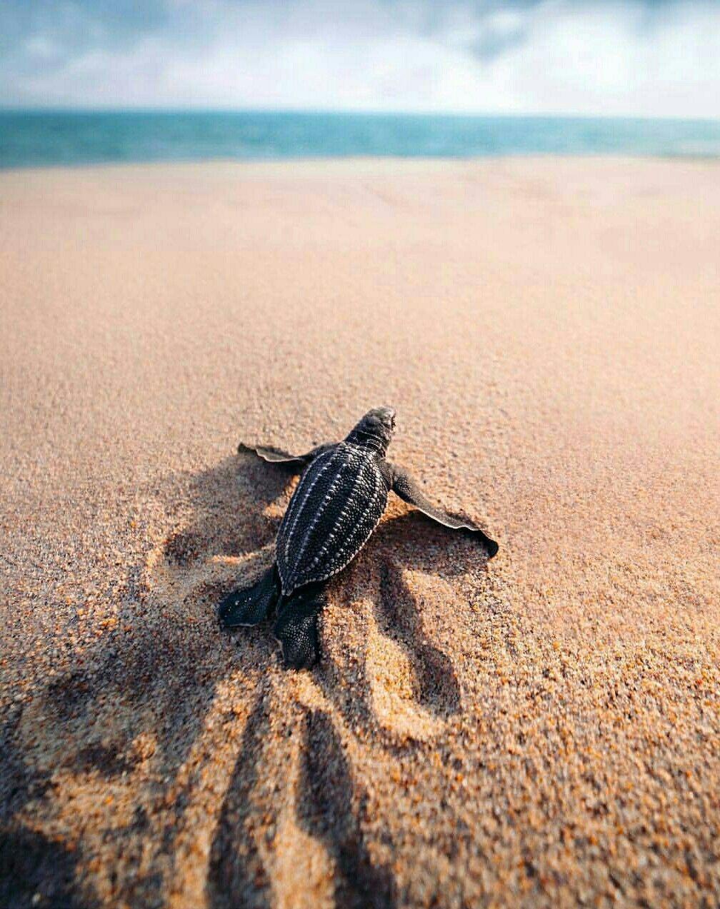 Baby Leatherback Sea Turtle. turtles <3. Baby sea turtles