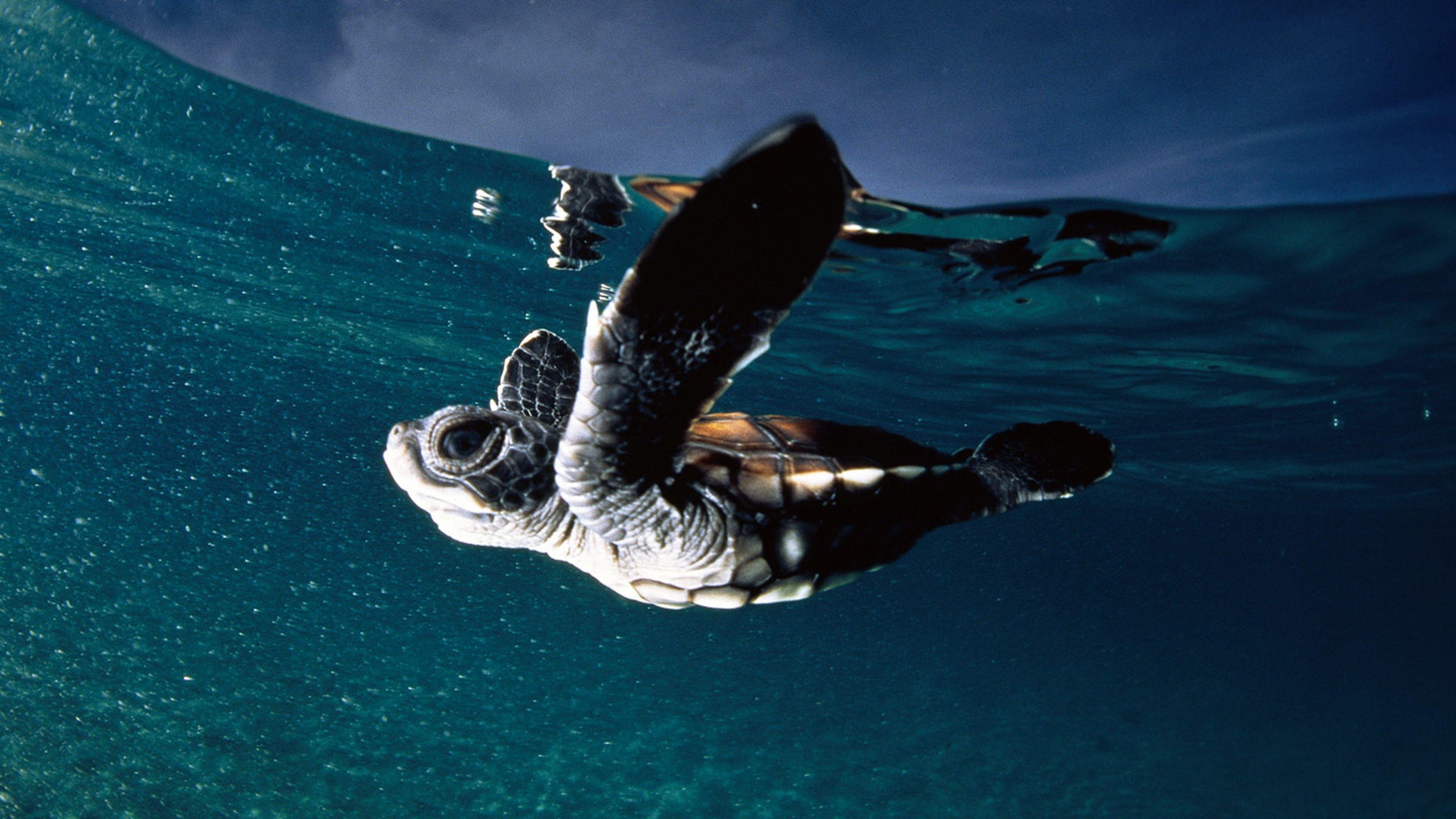 Leatherback Sea Turtle Wallpaper Animals Town. wallpaper