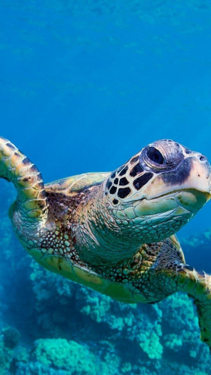 Turtle HD Wallpaper for Android