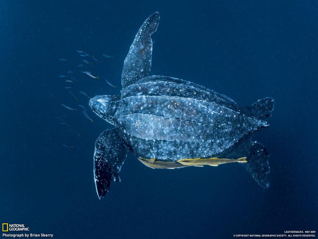 Set of Leatherback Turtle Picture on Animal Picture Society