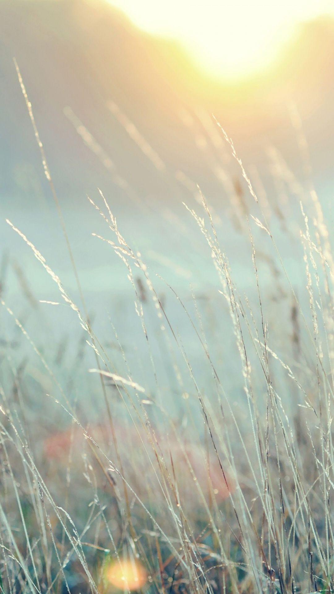 Wallpaper grass, light, bright, nature. ✿ Aqua