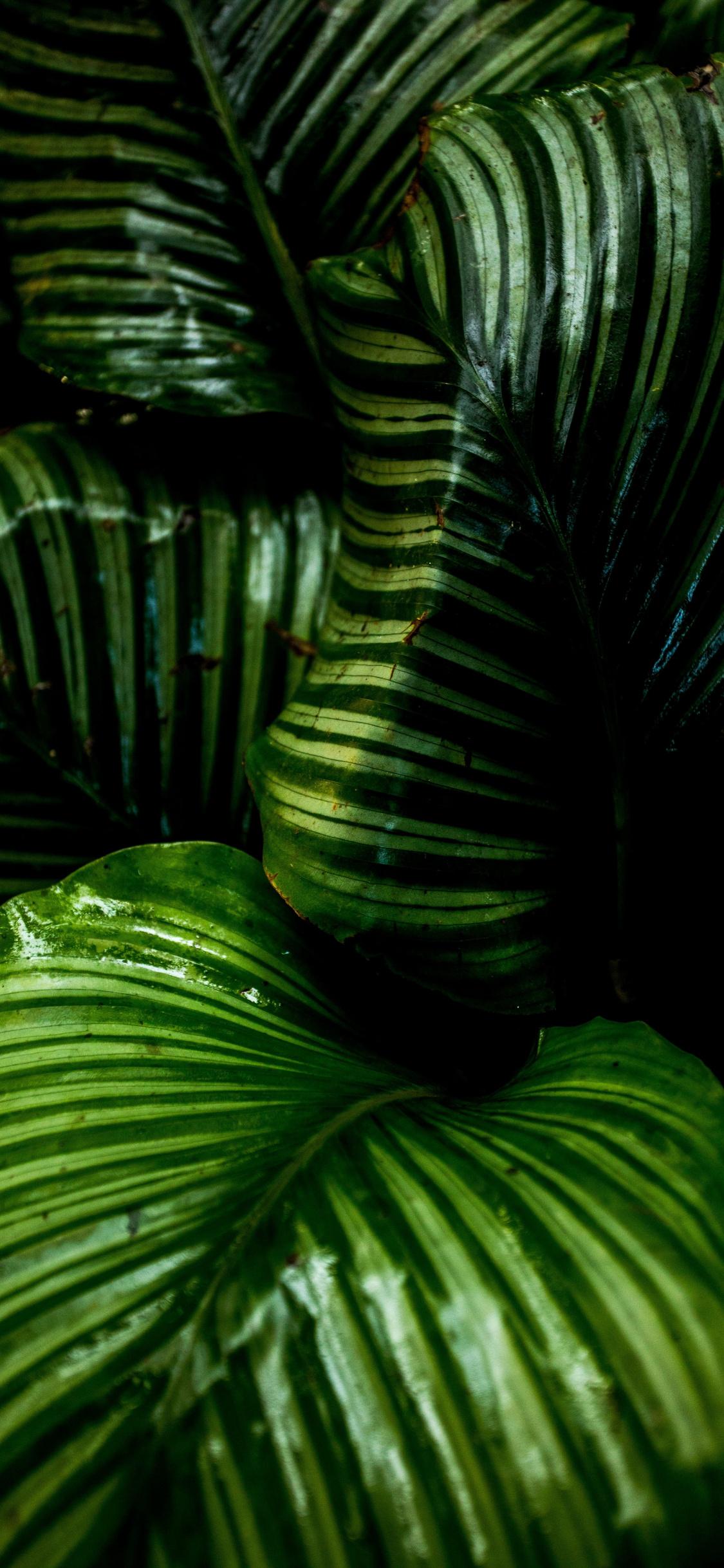 Download 1125x2436 wallpaper bright, big green leaf, plants