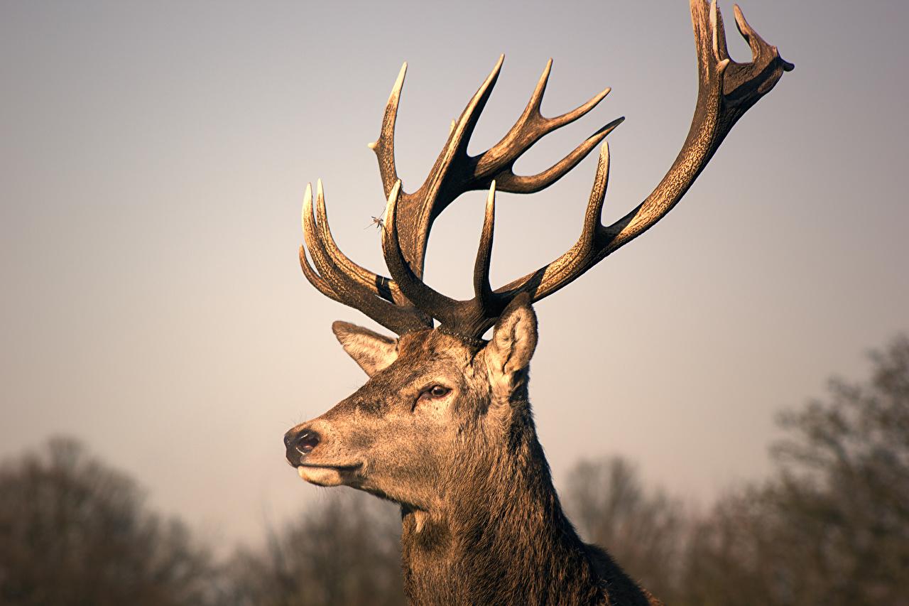 Desktop Wallpaper Deer Horns Jamie Frith Head Animals