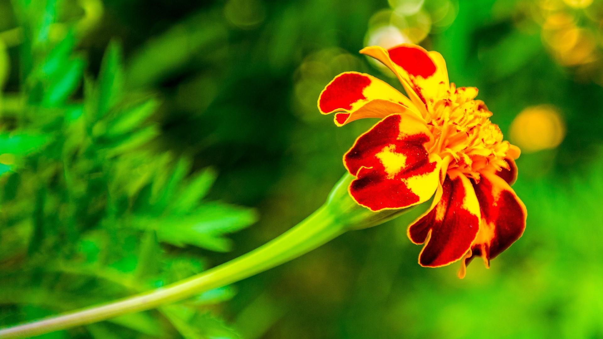 Marigold Flower Image HD Desktop Wallpaper 4k HD, Themes