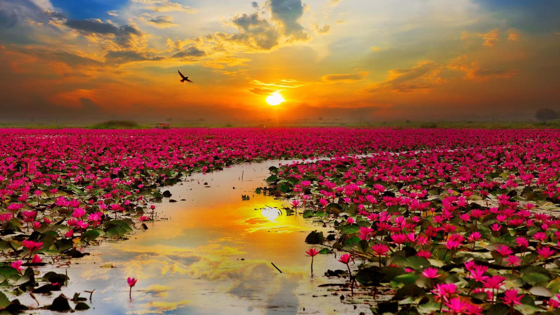 Lotus flowers Sunset Wallpaper HD