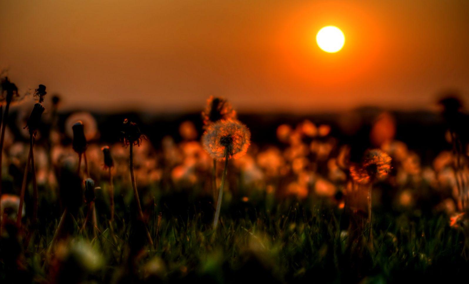 Flowers On The Sunset Wallpapers - Wallpaper Cave