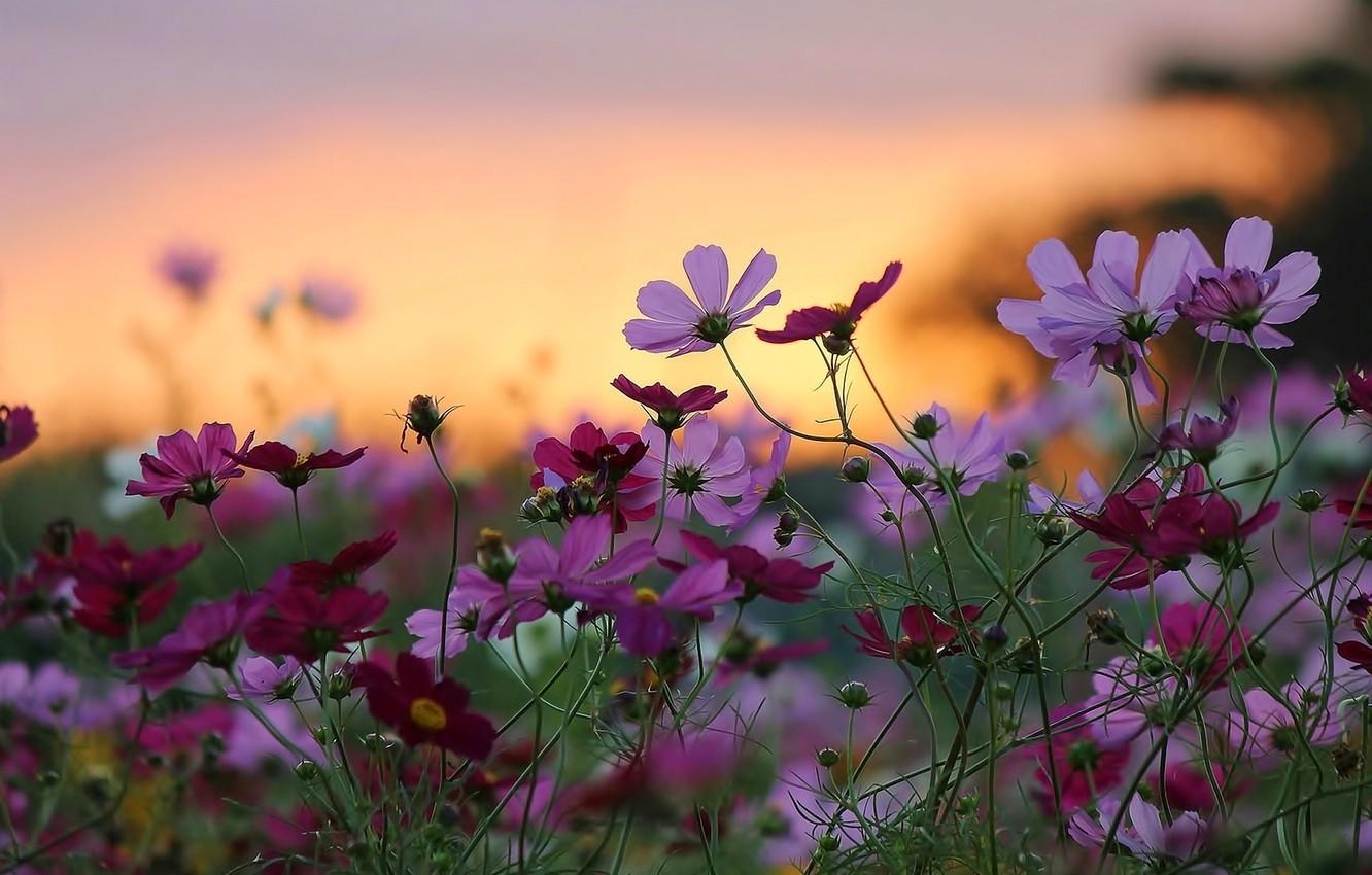 Wallpaper sunset, flowers, nature, background, widescreen