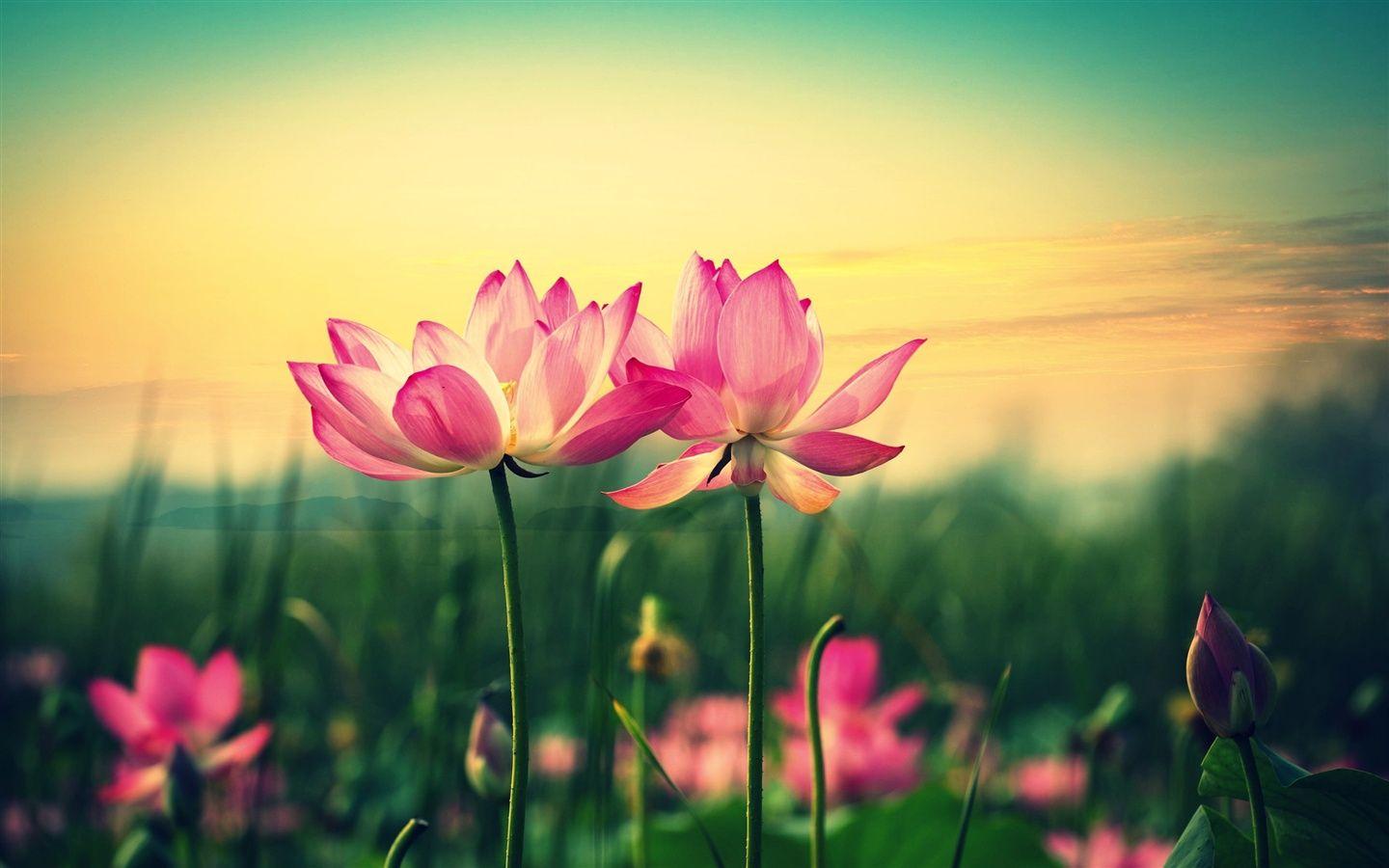 Pink lotus, flowers at sunset wallpaper 1440x900