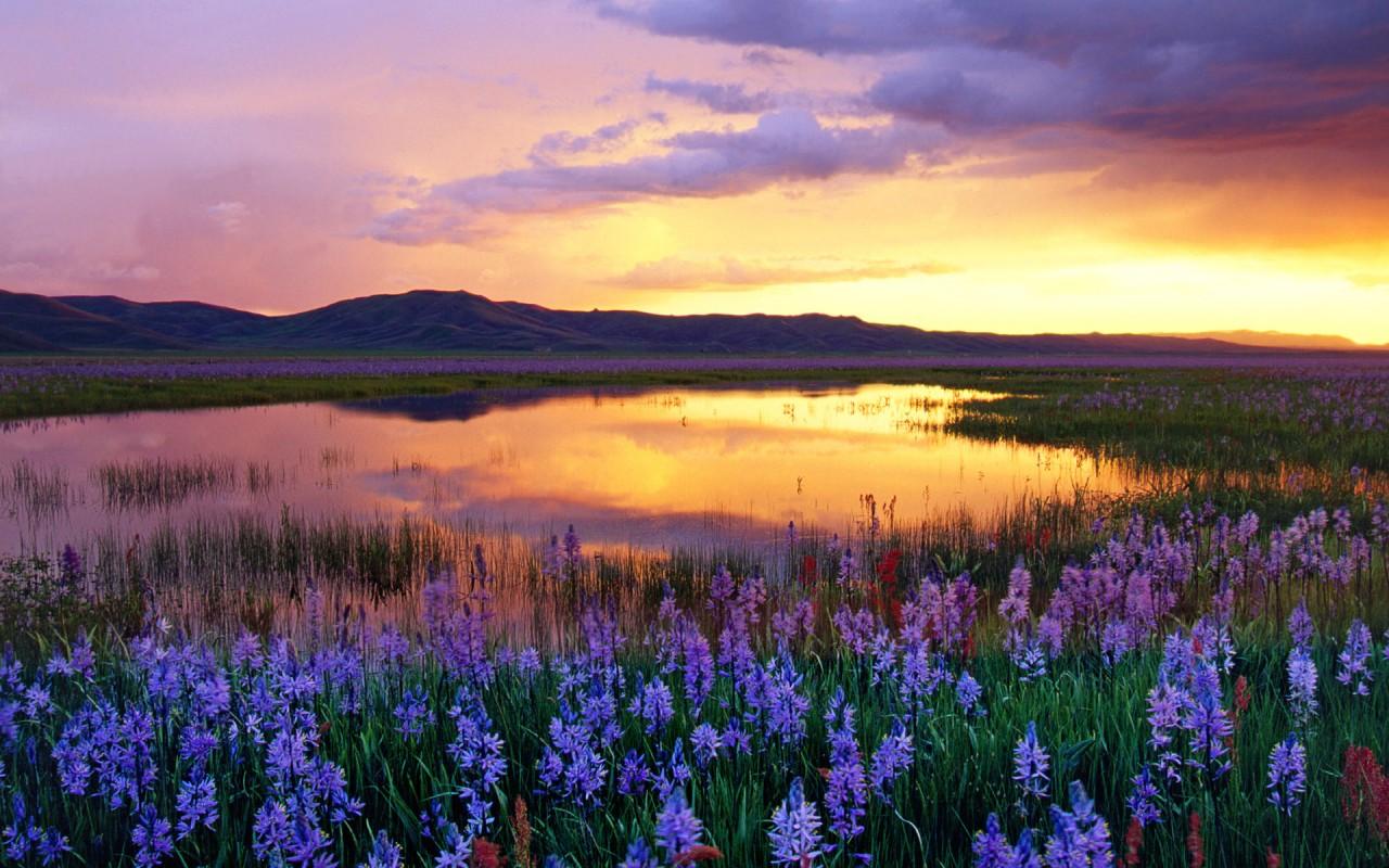 Lilac Flowers Swamp Sunset wallpaper. Lilac Flowers Swamp