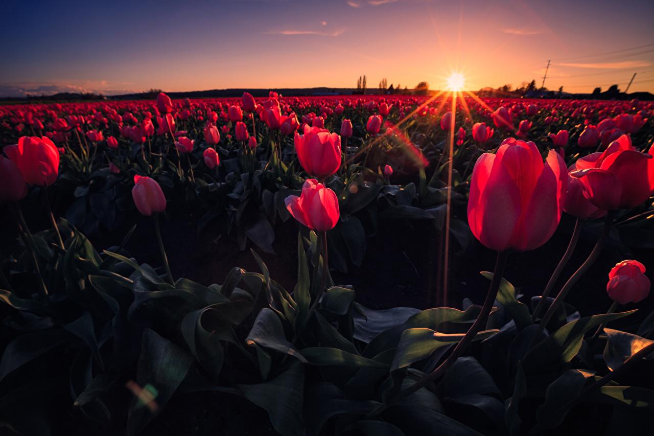 Desktop Wallpaper tulip flower Fields sunrise and sunset
