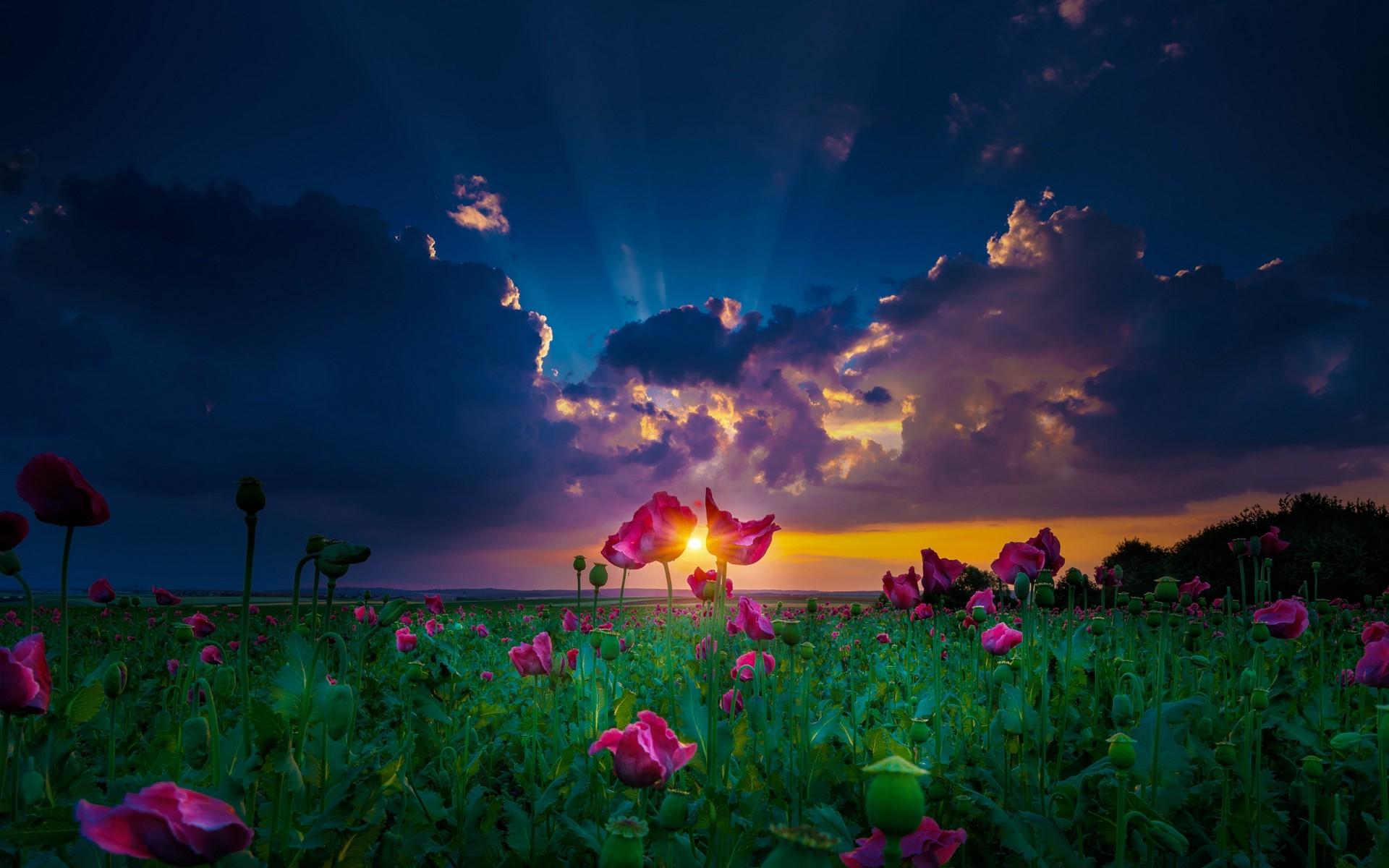 nature, Landscape, Sun Rays, Sunset, Spring, Flowers, Clouds