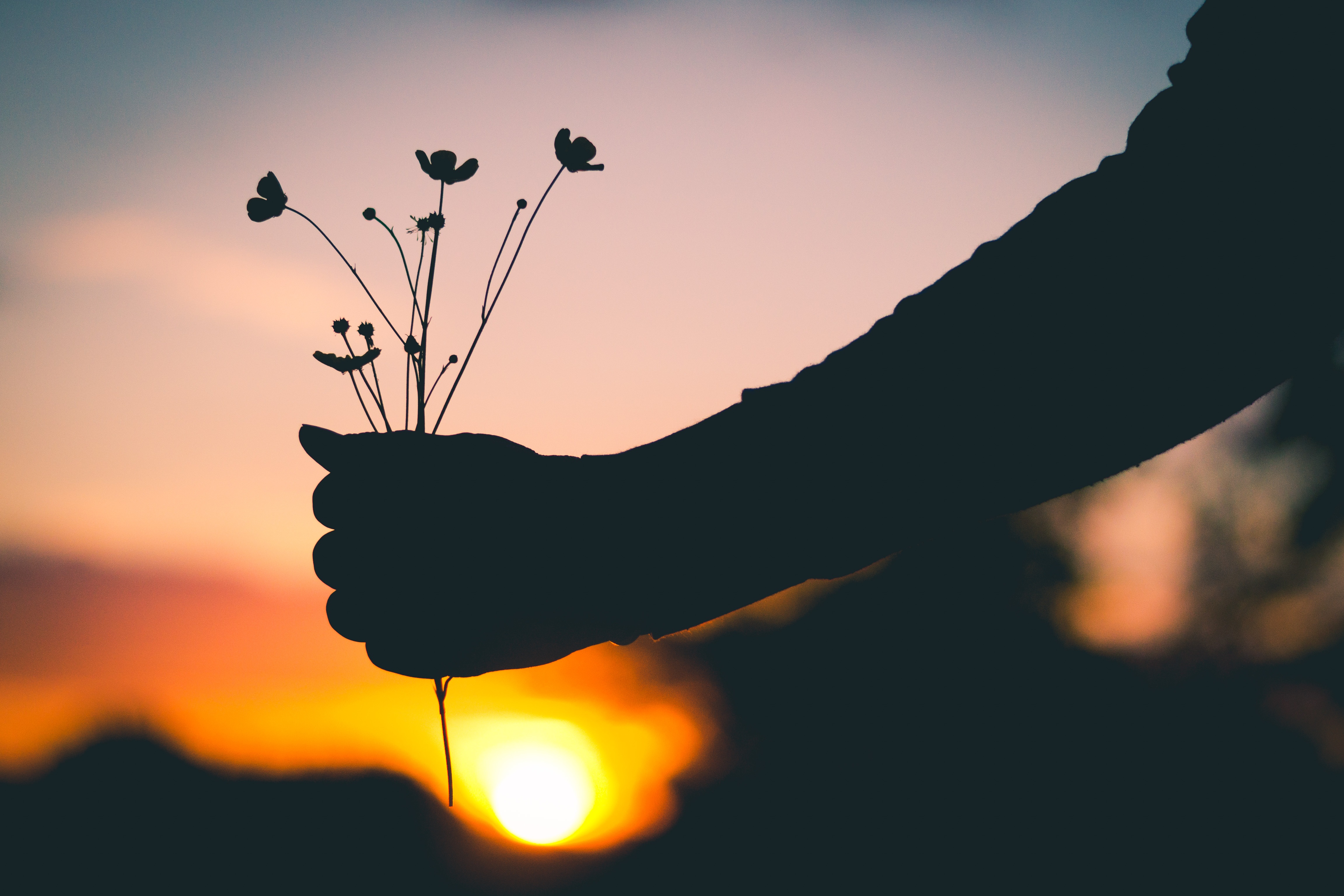 Download wallpaper 4608x3072 hand, flowers, silhouette