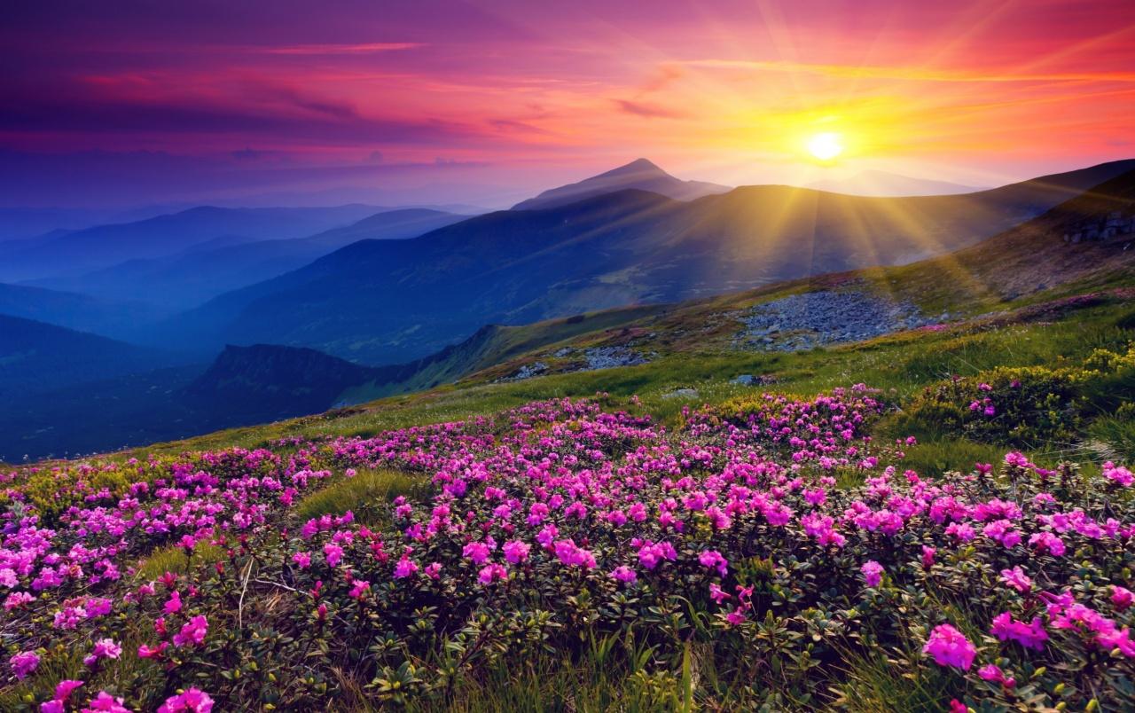Fantastic Sunset Hills Flowers wallpaper. Fantastic Sunset