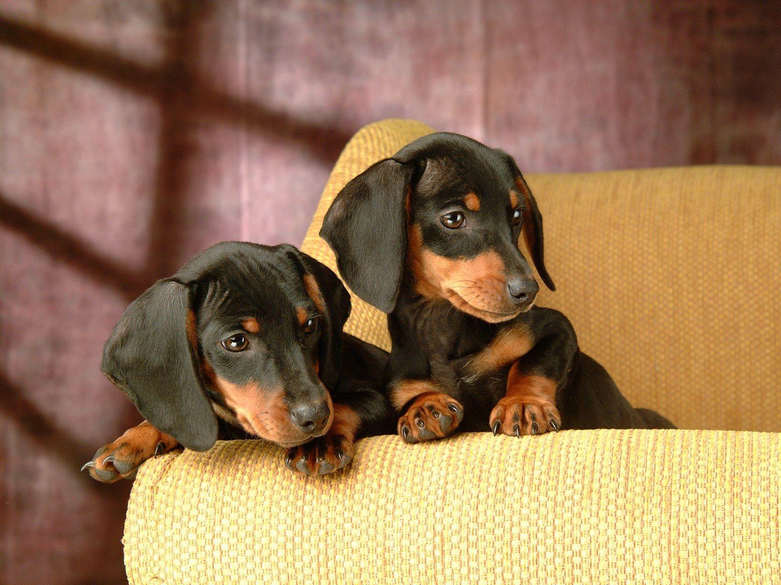 Always love them. Dachshund puppy miniature, Dachshund puppies, Puppy wallpaper
