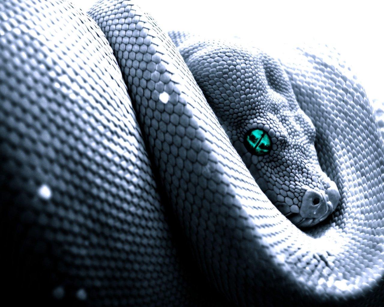 Python HD Wallpaper and Background Image