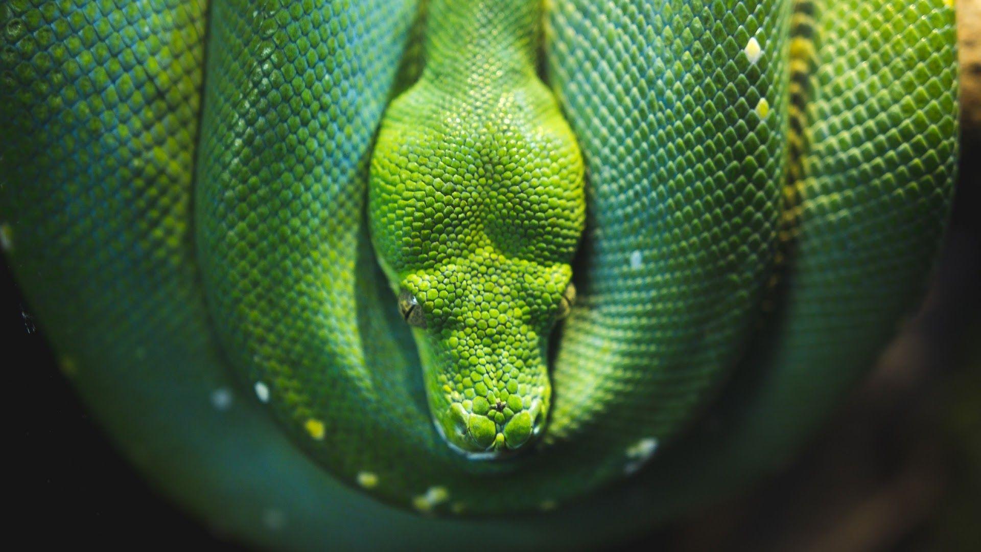 Snake Green Tree Python Wallpaper · 4K HD Desktop Background Phone Image. Snake wallpaper, Unique animals, Animal wallpaper
