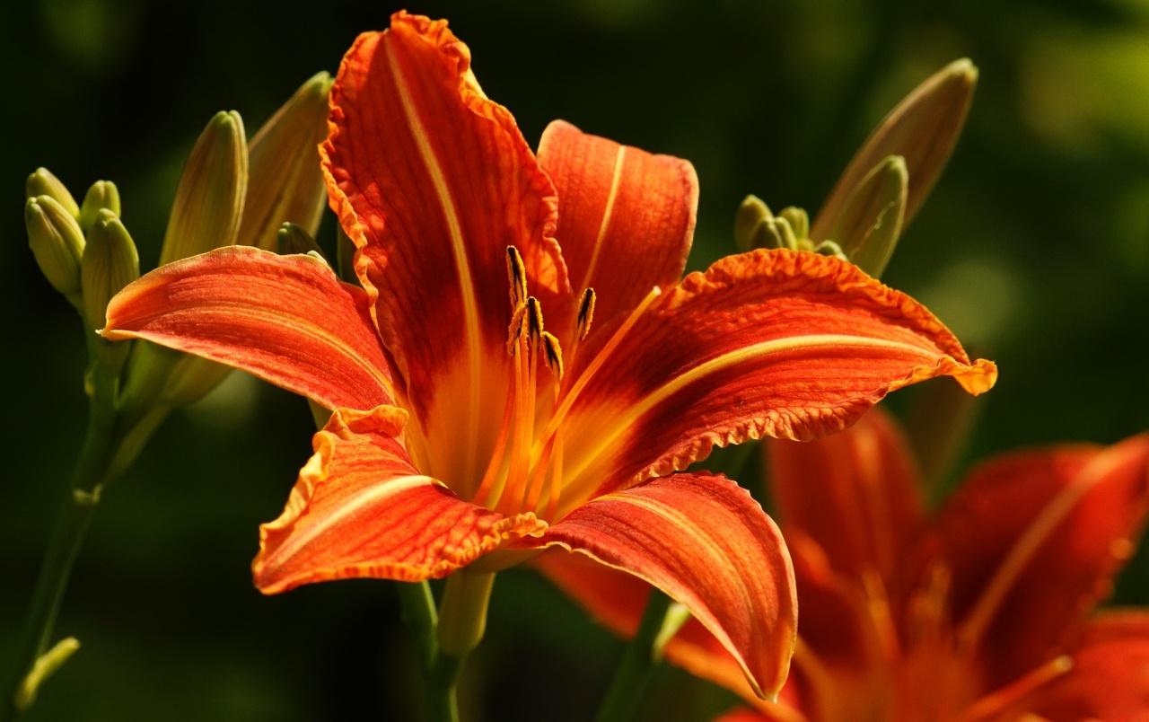 Orange Lily wallpaper. Orange Lily