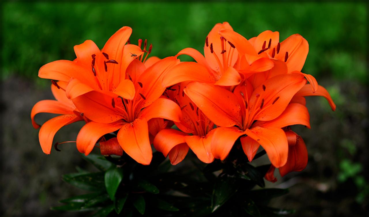Desktop Wallpaper Orange Lilies flower