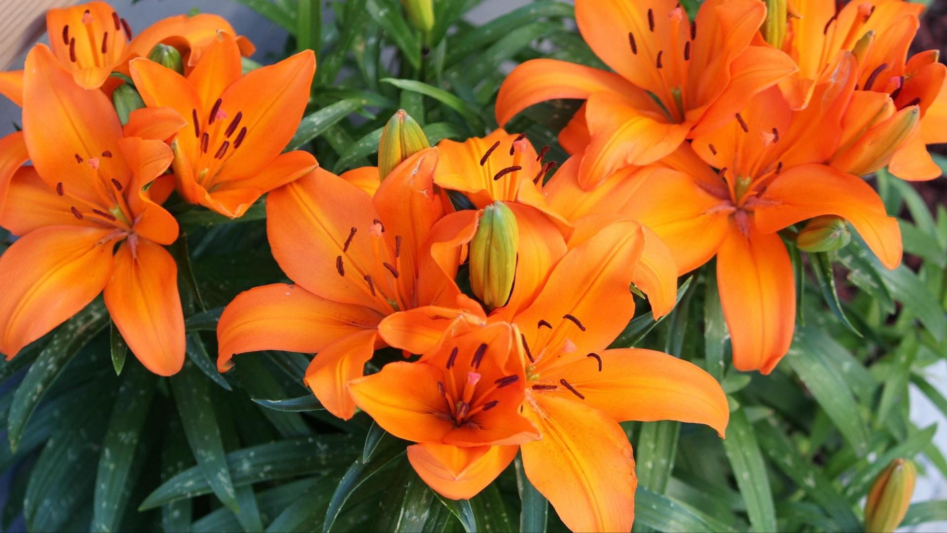 Orange Lily Flower HD Wallpaper