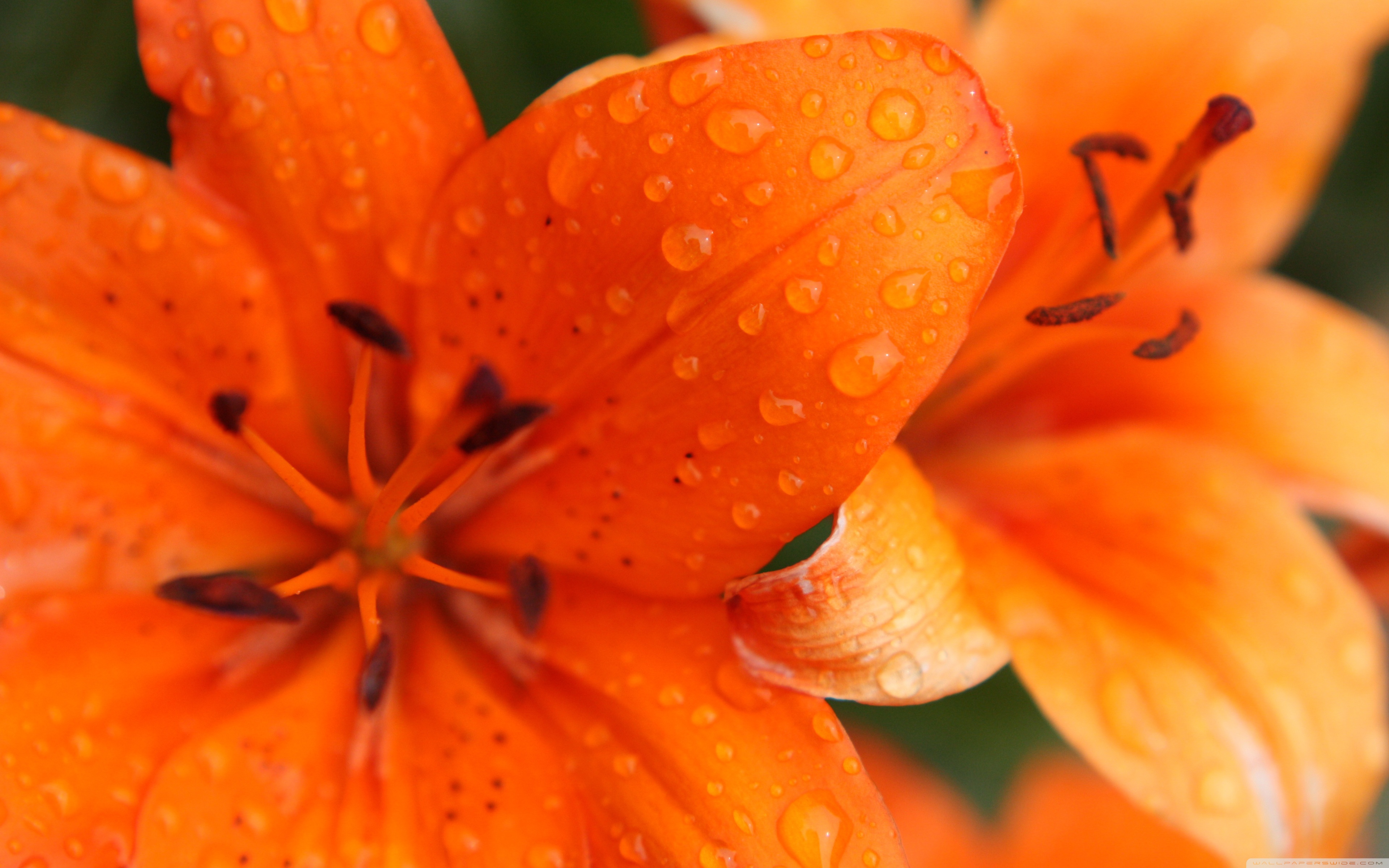 Orange Lily ❤ 4K HD Desktop Wallpaper for 4K Ultra HD TV