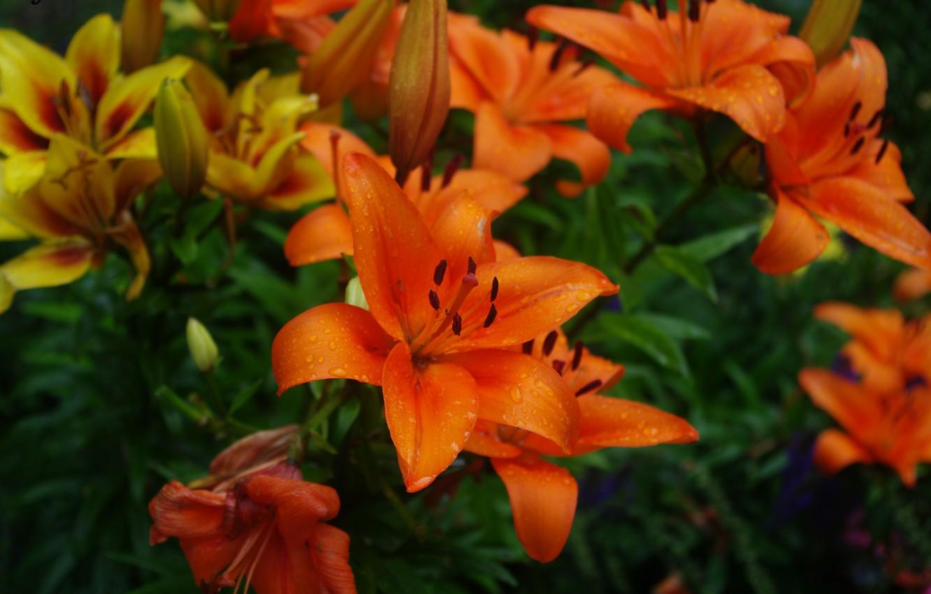 Orange Lily Wallpapers - Wallpaper Cave