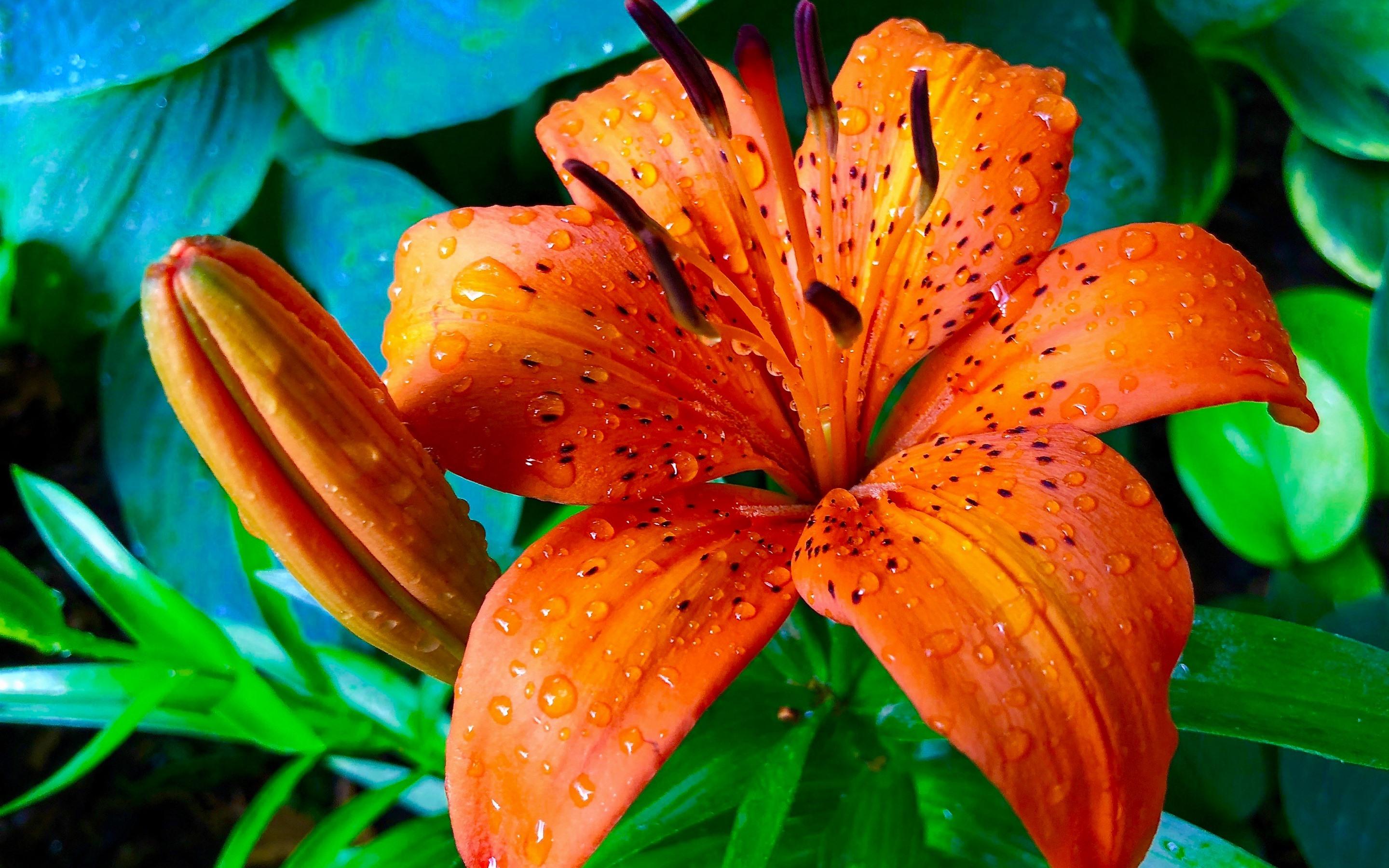 Wallpapers Orange lily close.