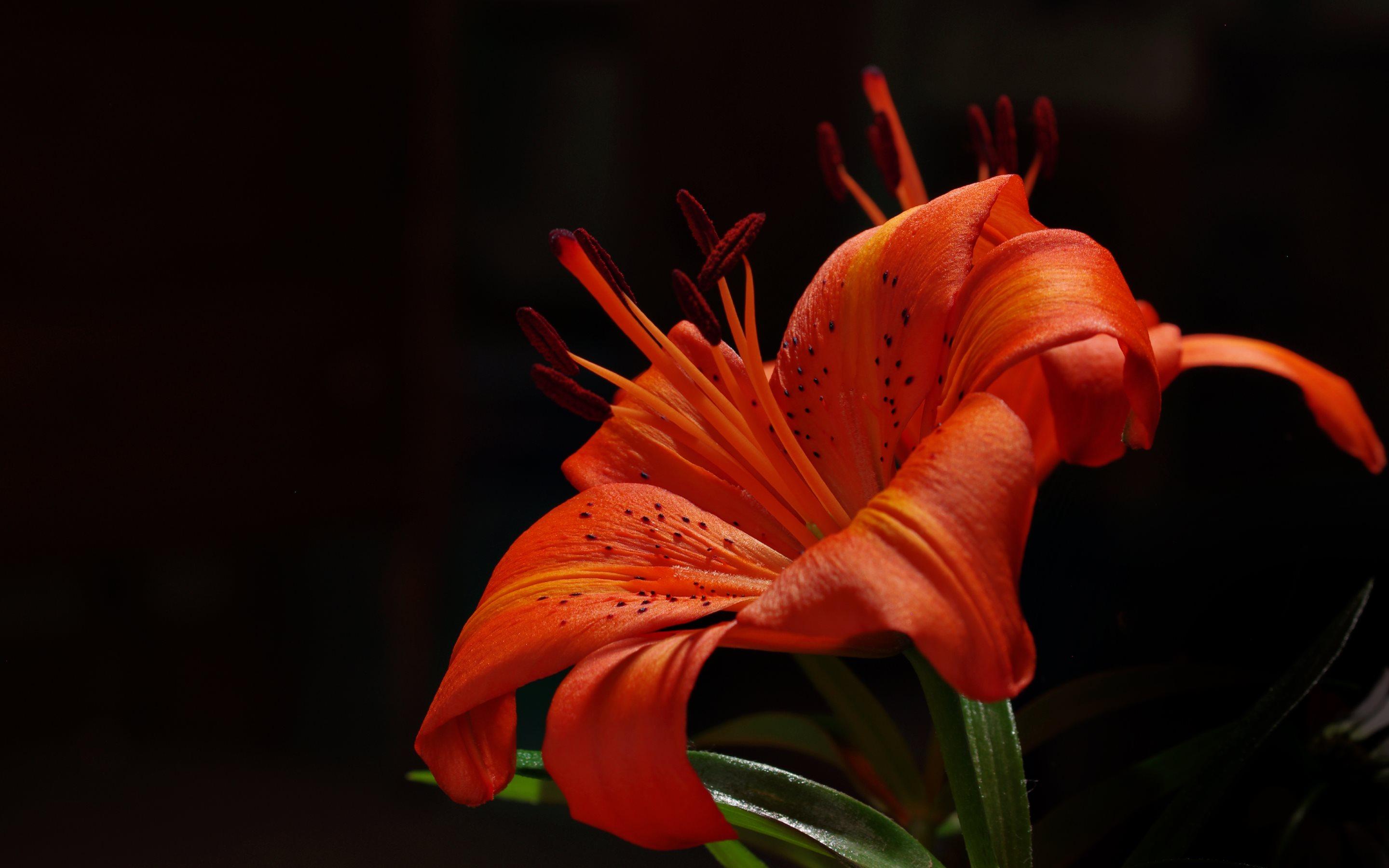 Orange Garden Lily (Macro) HD Wallpaper