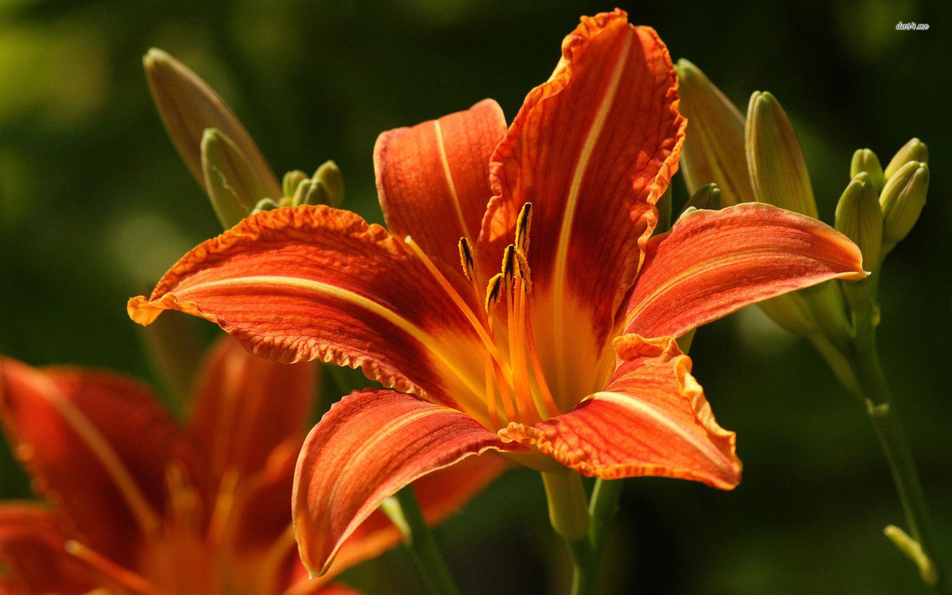 Orange Lily Wallpapers - Wallpaper Cave