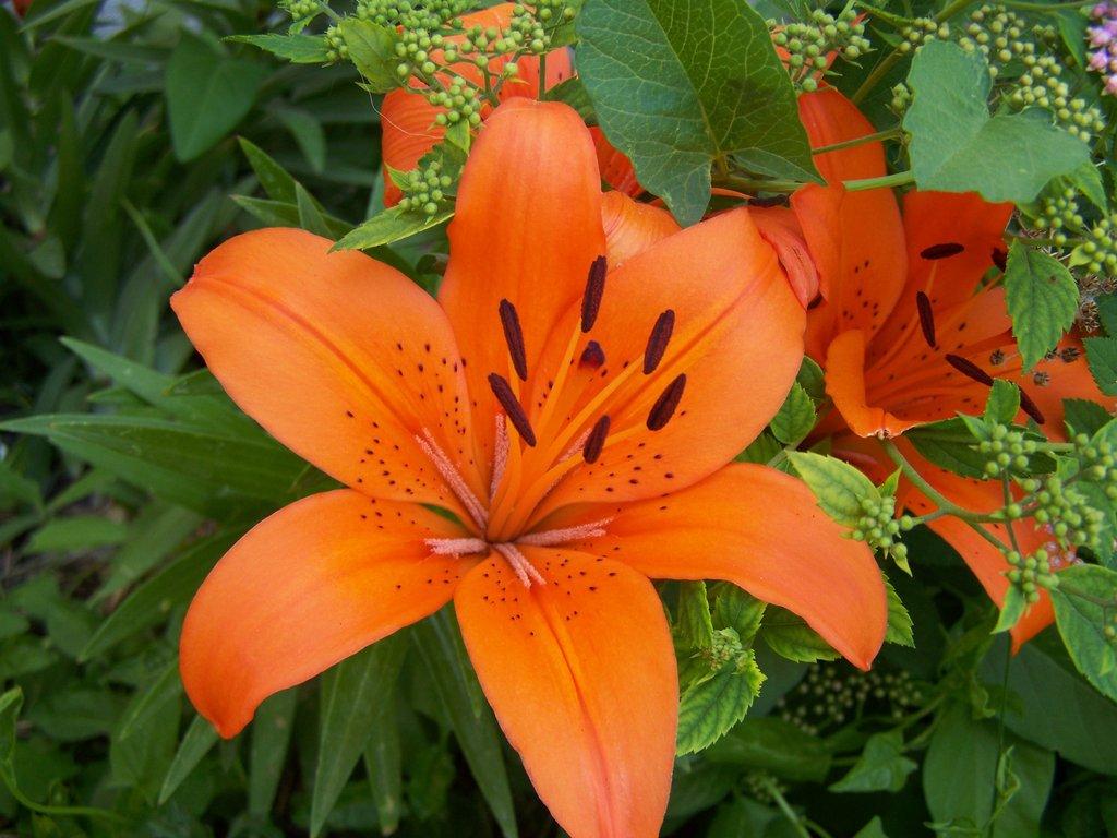 Orange lilies wallpaperx768