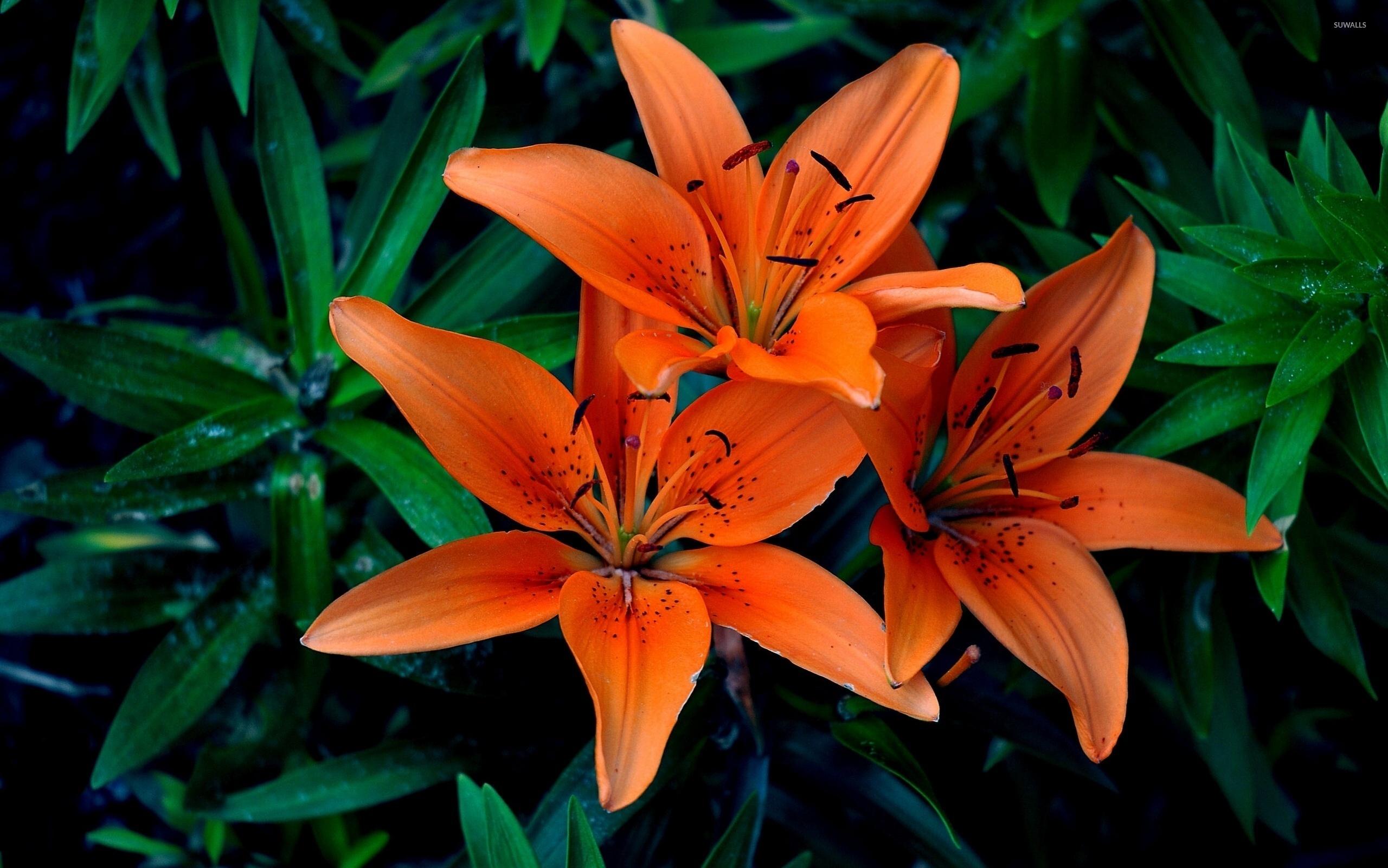 Orange lilies [3] wallpaper wallpaper